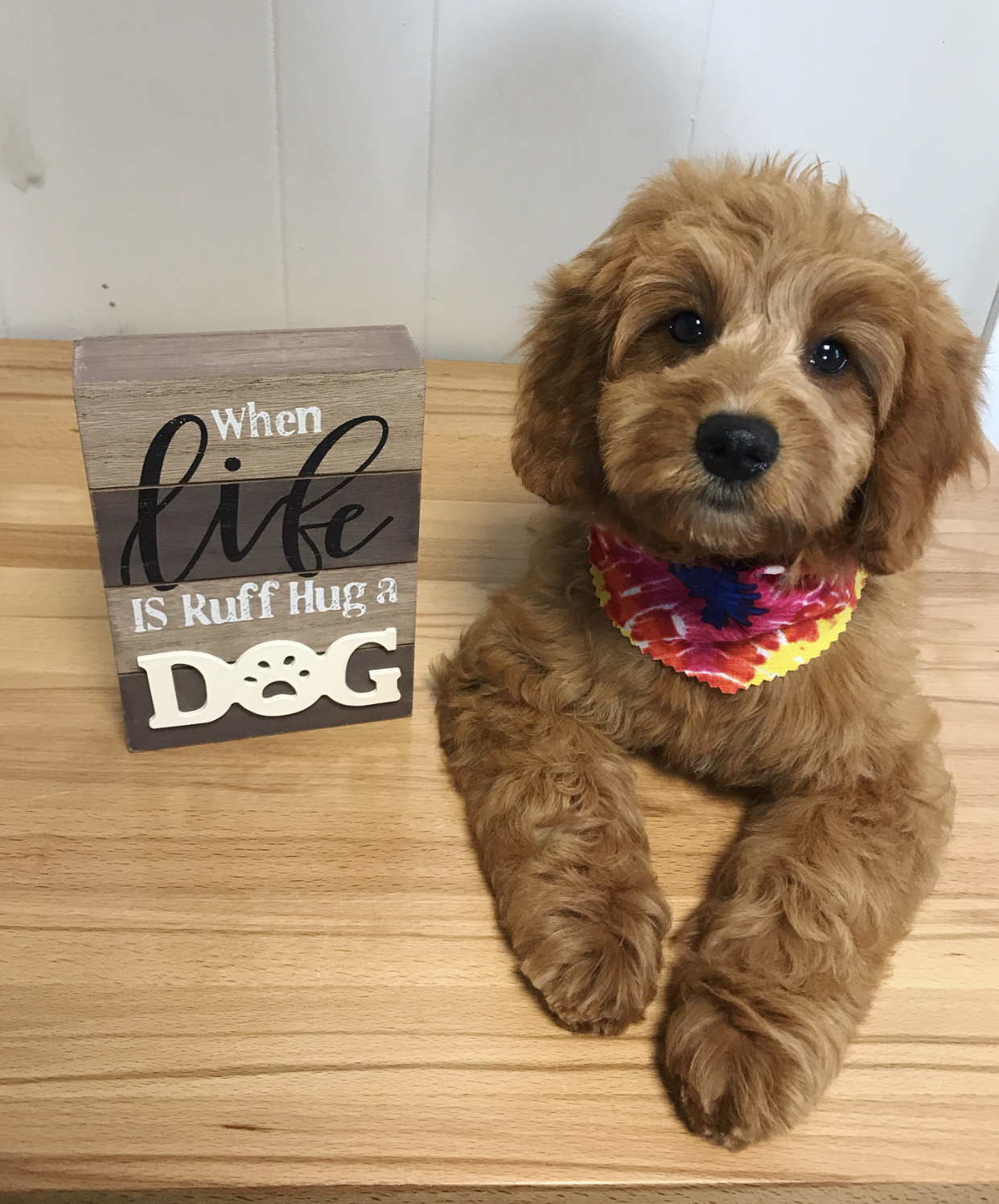 House Of Paws Grooming Salon Evansville