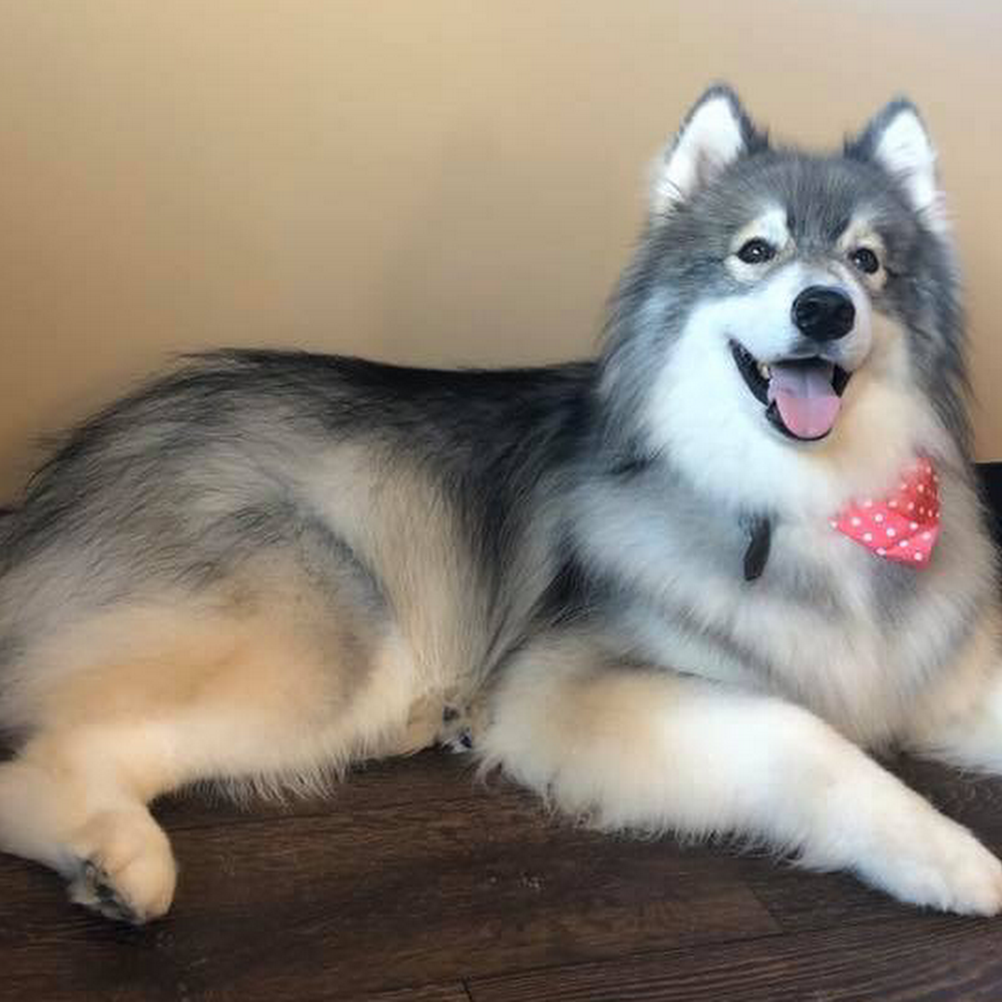 Fetch on Franklin Evansville