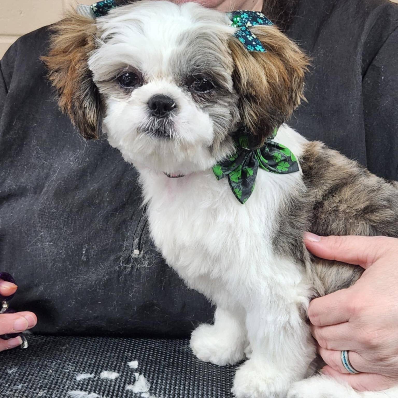 Amanda's Dog Salon Evansville