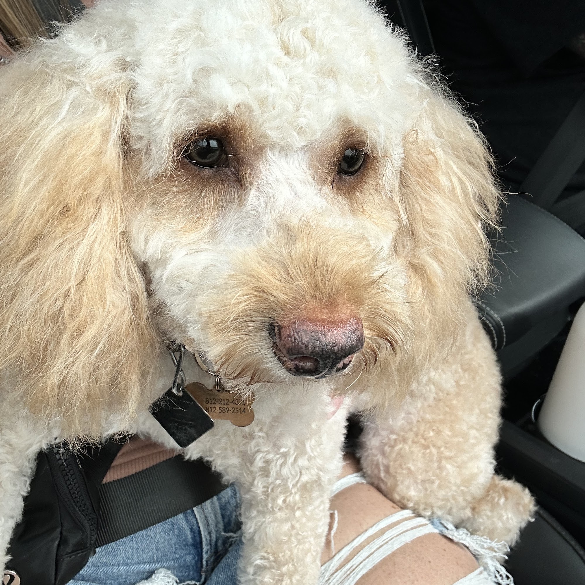 Dogs Done Right Evansville