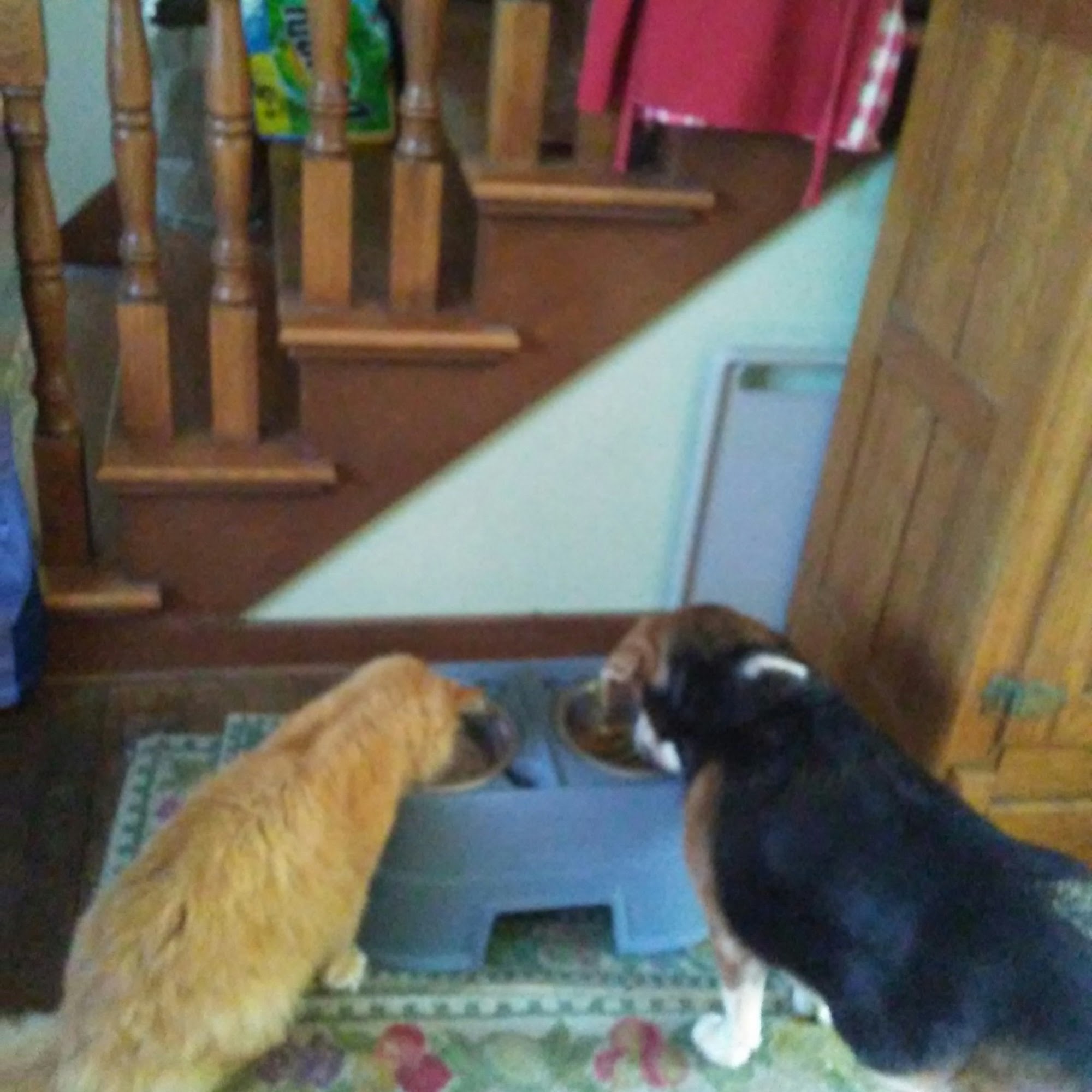 Brookschool Road Vet Clinic Fishers