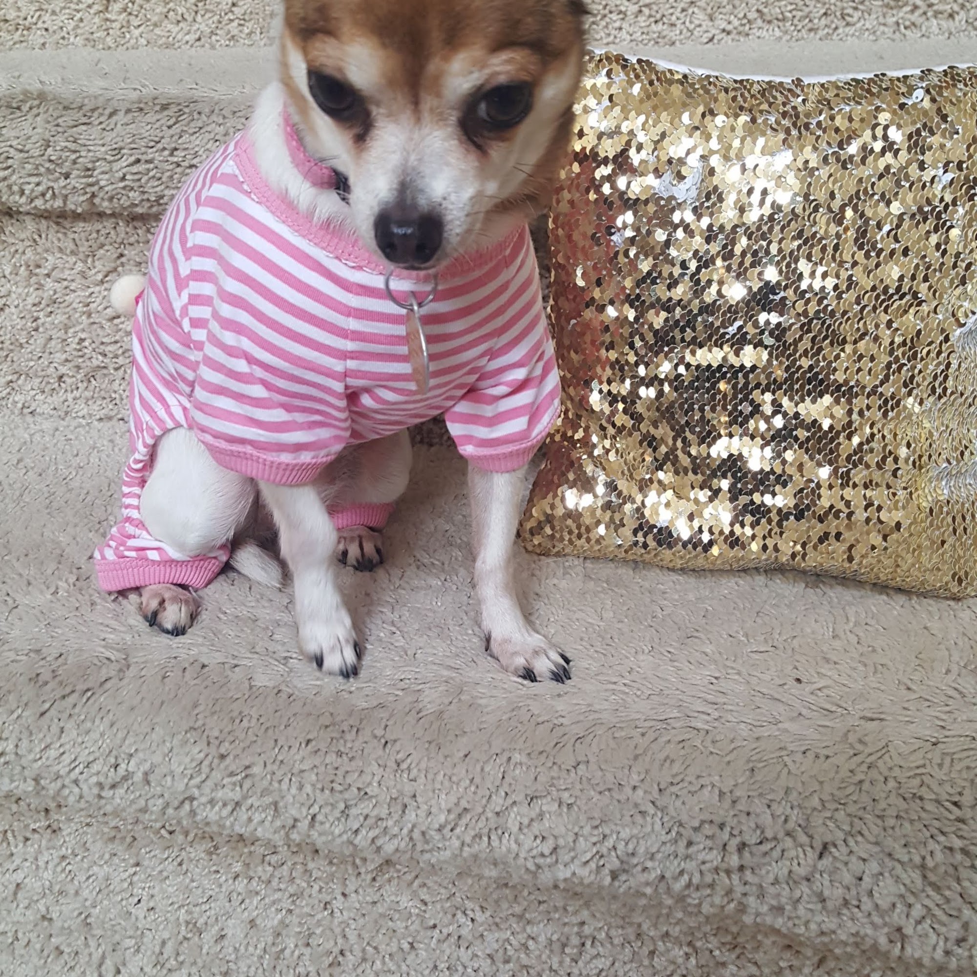 Johnson Craig DVM Fishers