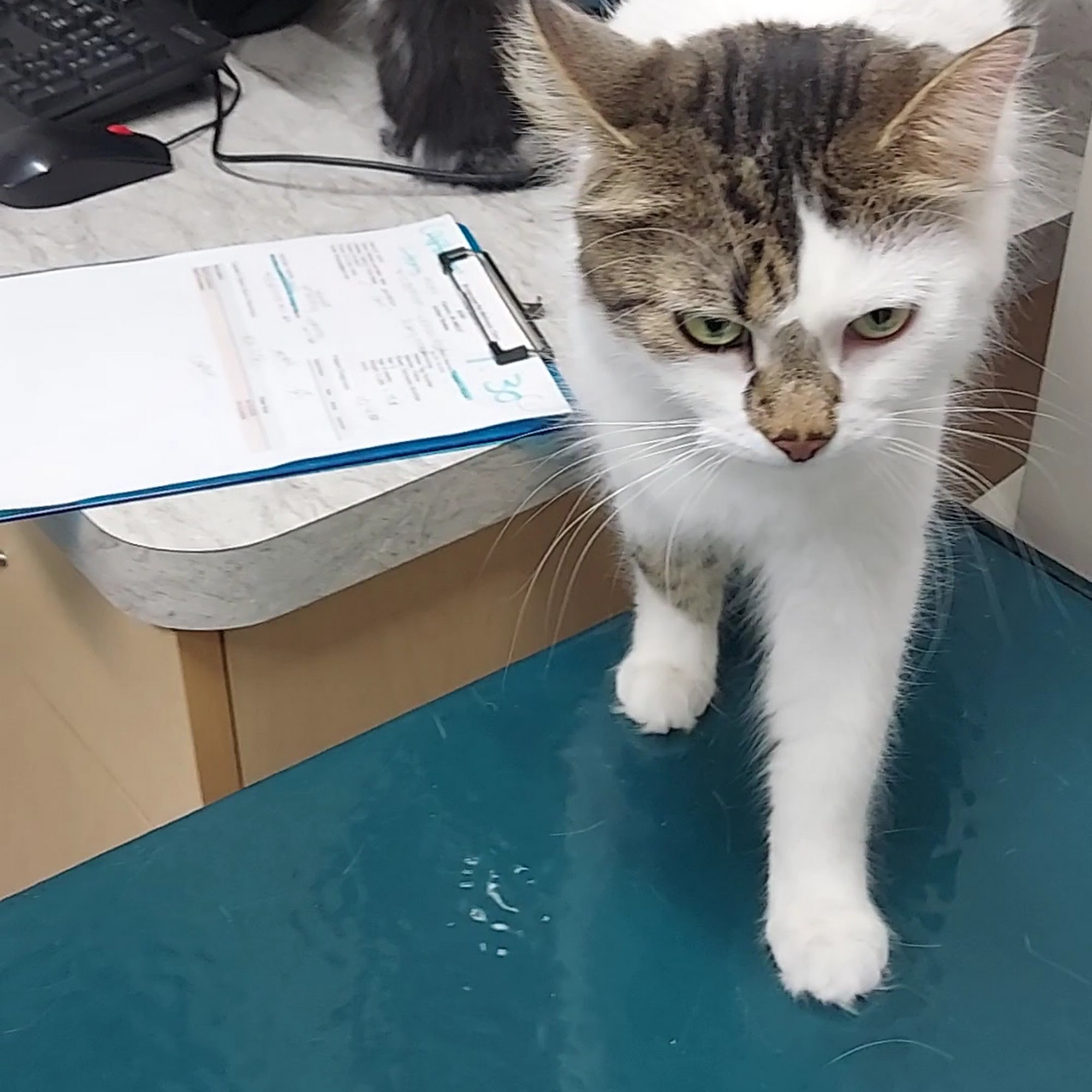 Bridgeview Pet Wellness Clinic Fishers