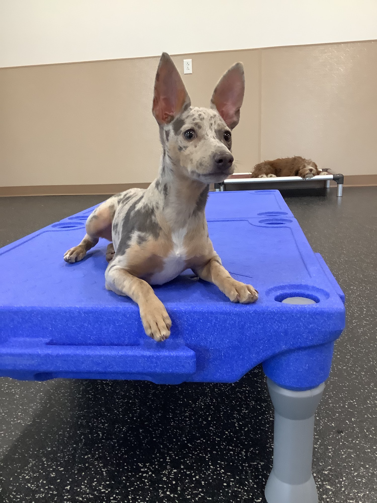 4 Paws Lodge Fishers