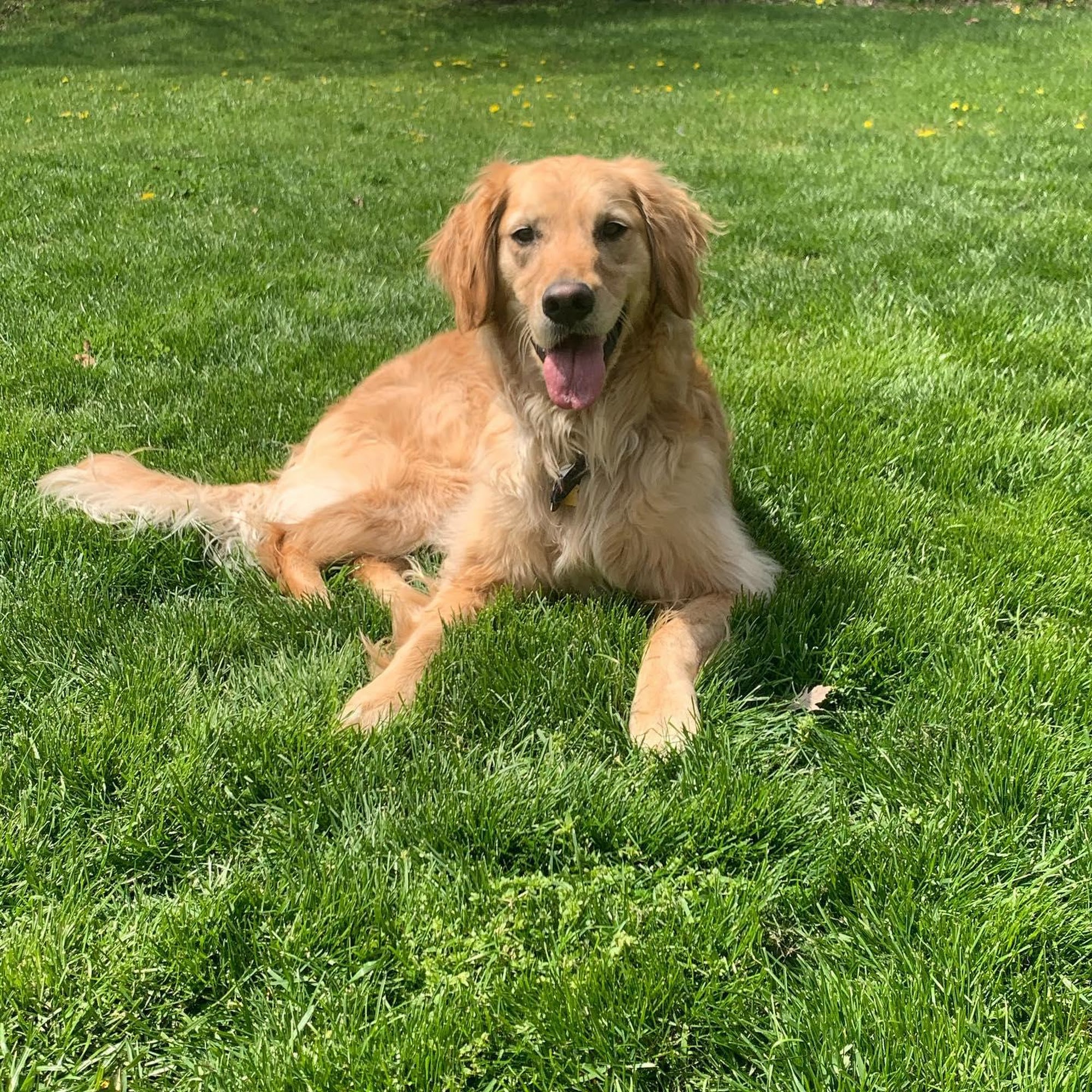 Purrfection Pet Services Fishers