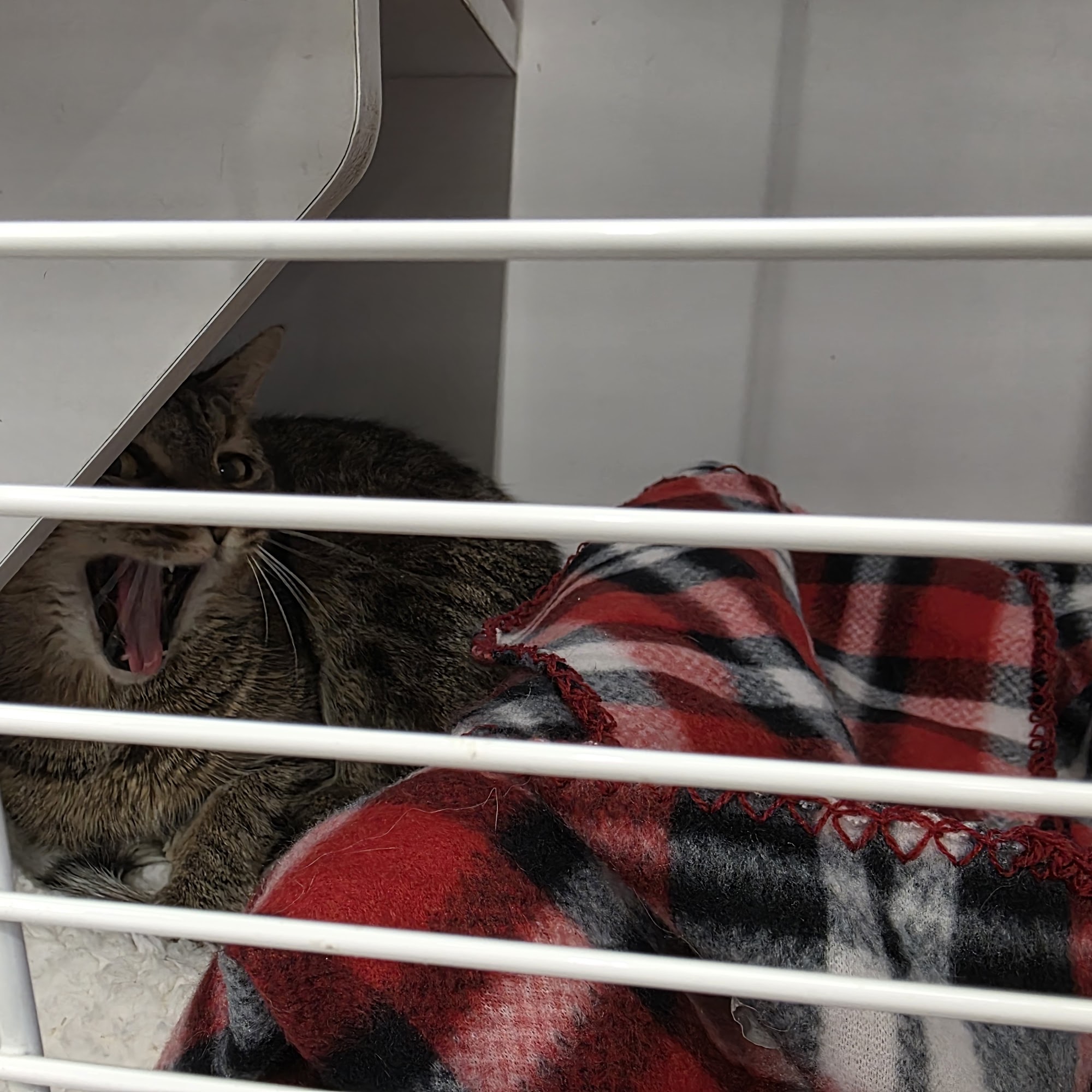 Pet Supplies Plus Fishers Fishers