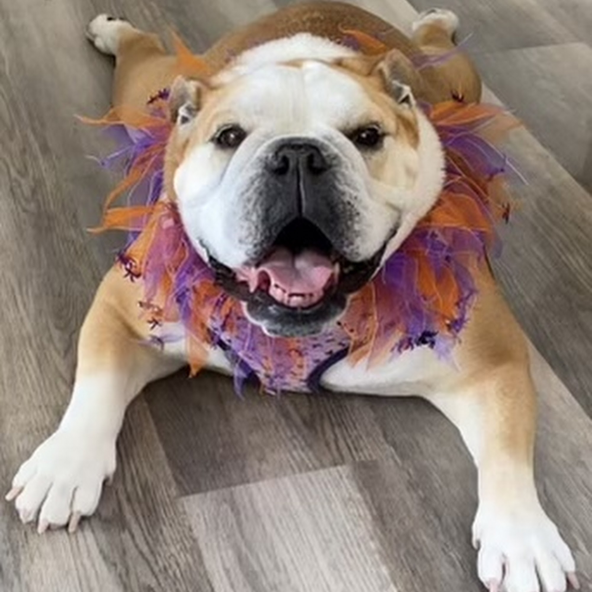 Hillside Animal Clinic Floyds Knobs