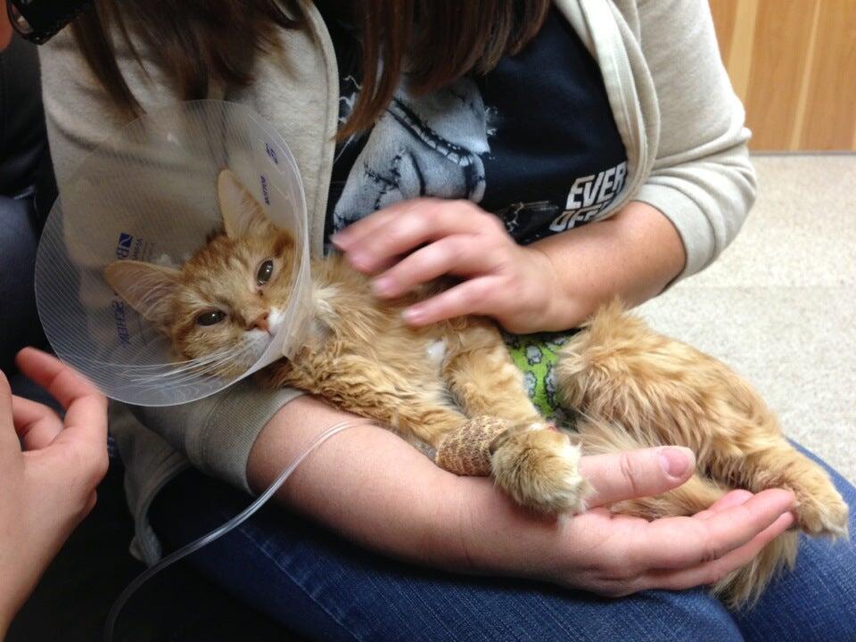 Johnson Amy DVM Floyds Knobs