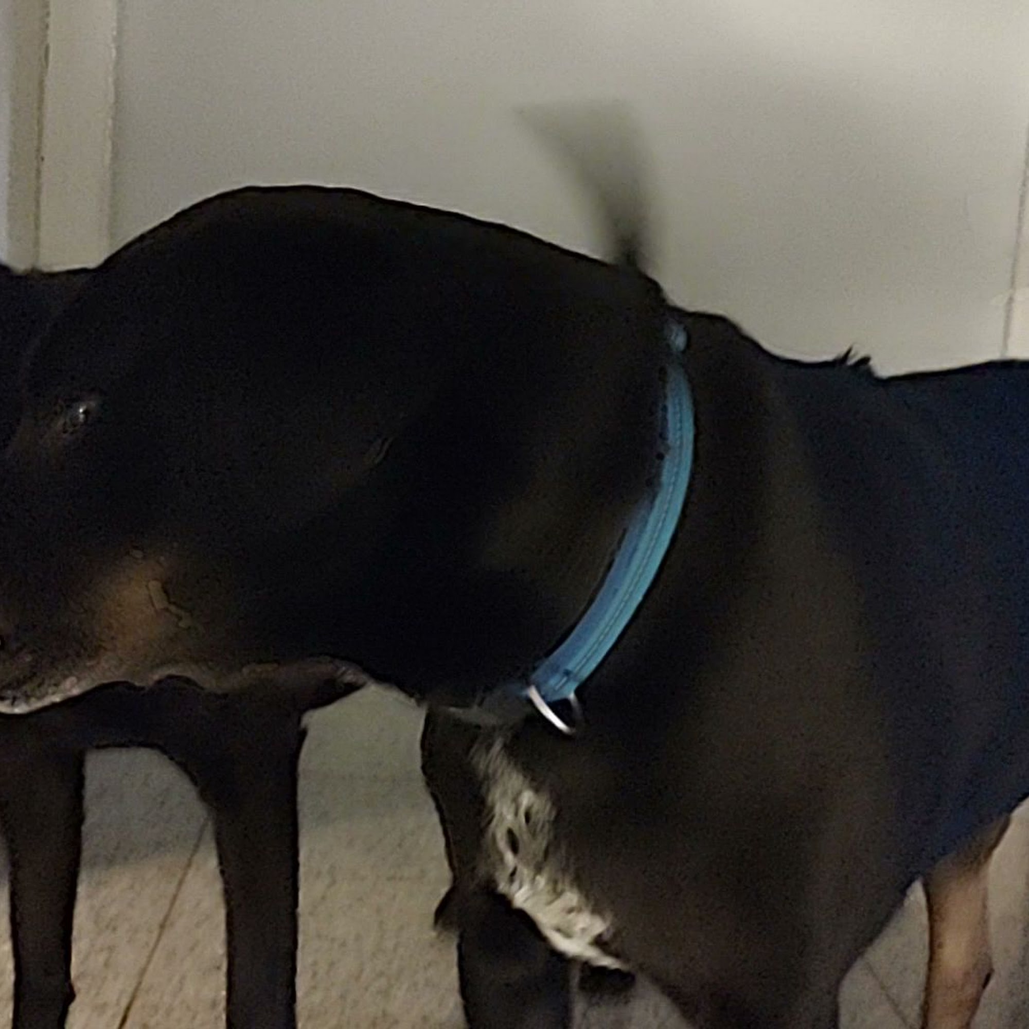 Meows & Growls Pet Sitting Service LLC Floyds Knobs