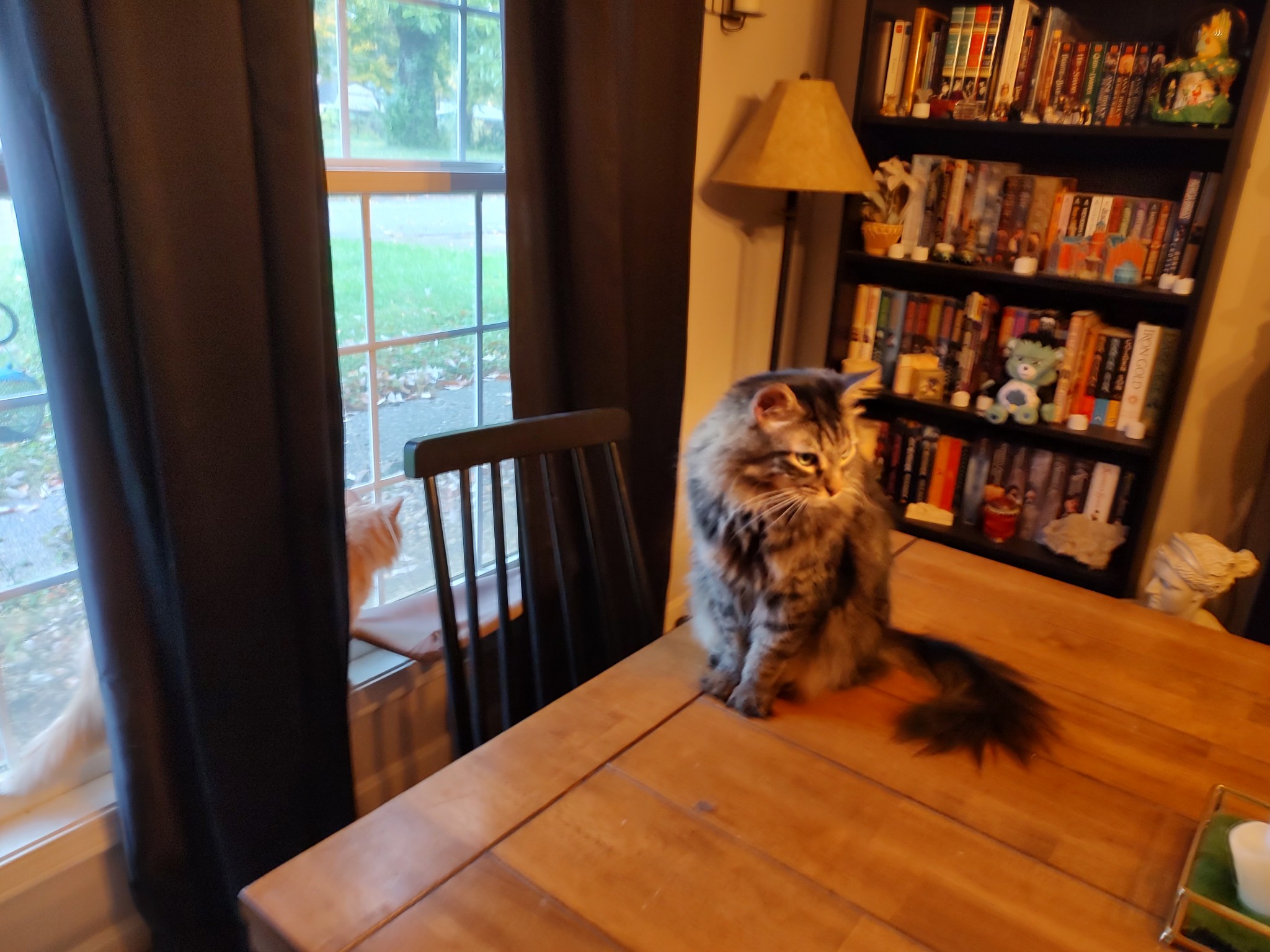 Meows & Growls Pet Sitting Service LLC Floyds Knobs