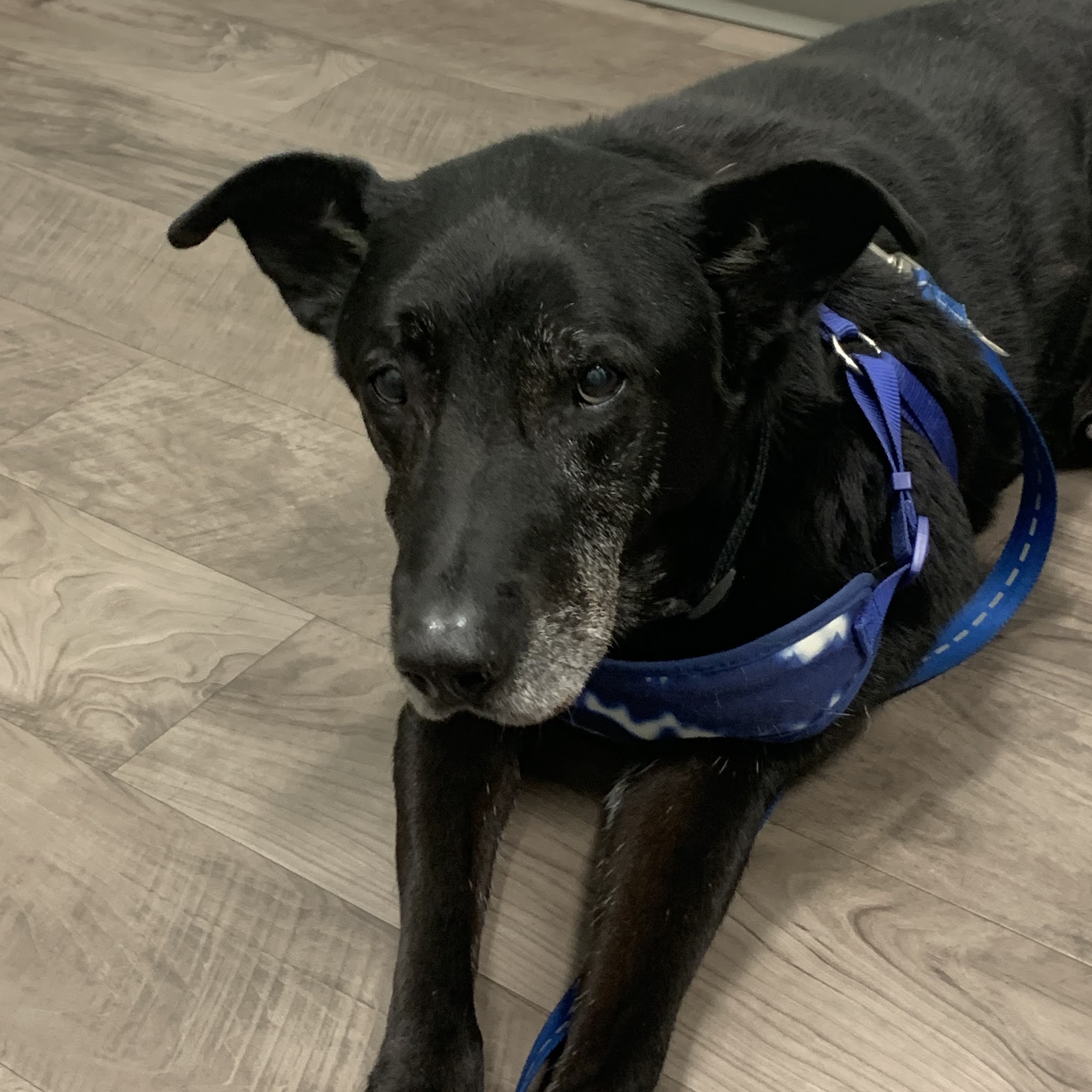 Allen Veterinary Hospital Fort Wayne