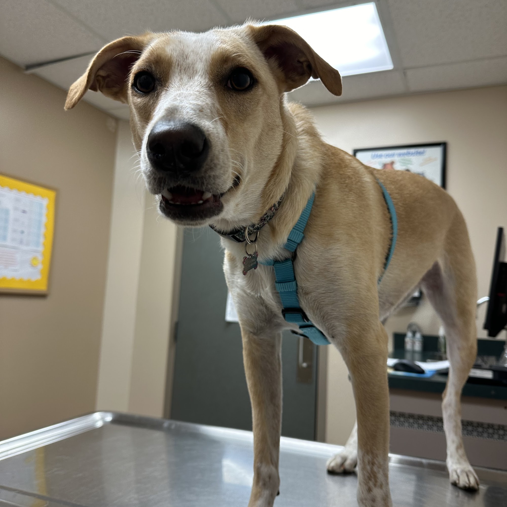 St Joe Center Veterinary Hospital Fort Wayne