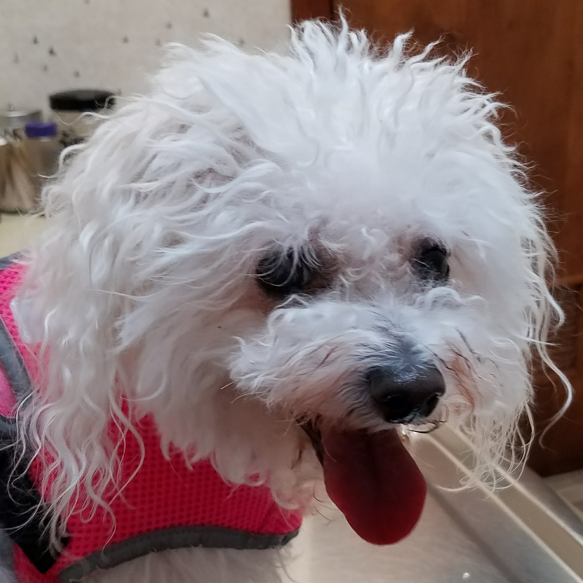 Stellhorn Veterinary Hospital Fort Wayne