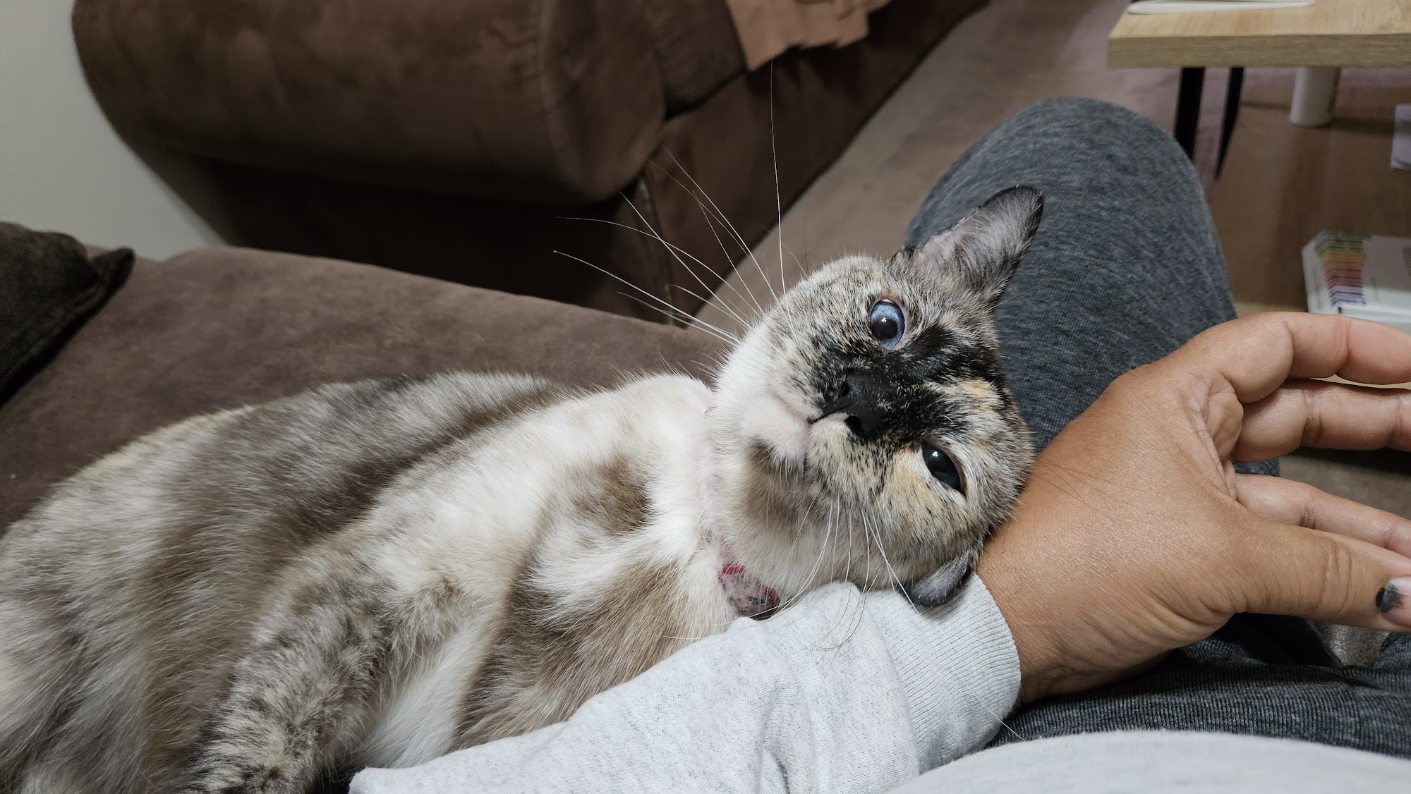 Veterinary Services Fort Wayne