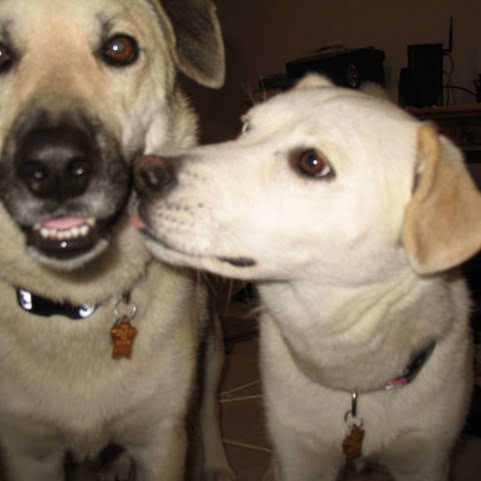 East State Veterinary Clinic: Braun Angela M DVM Fort Wayne