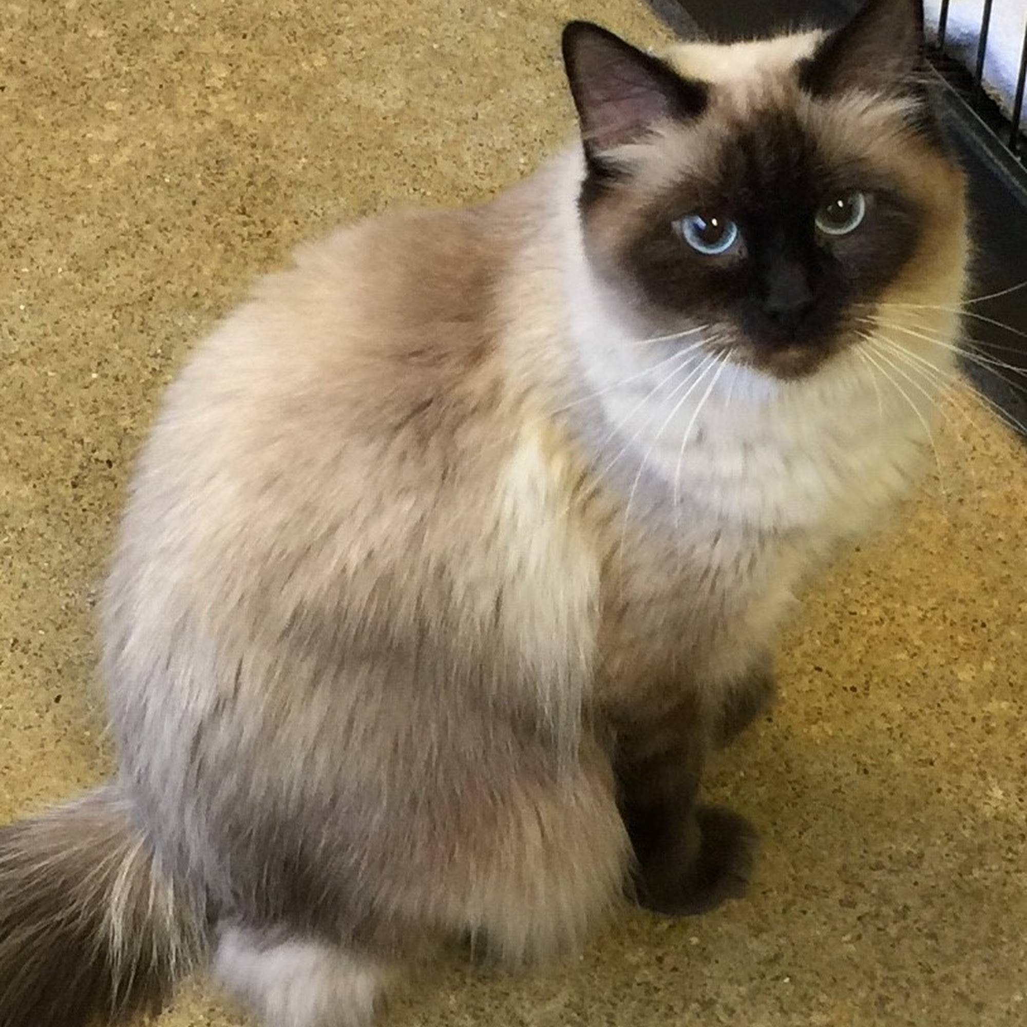 A Classical Touch Fort Wayne