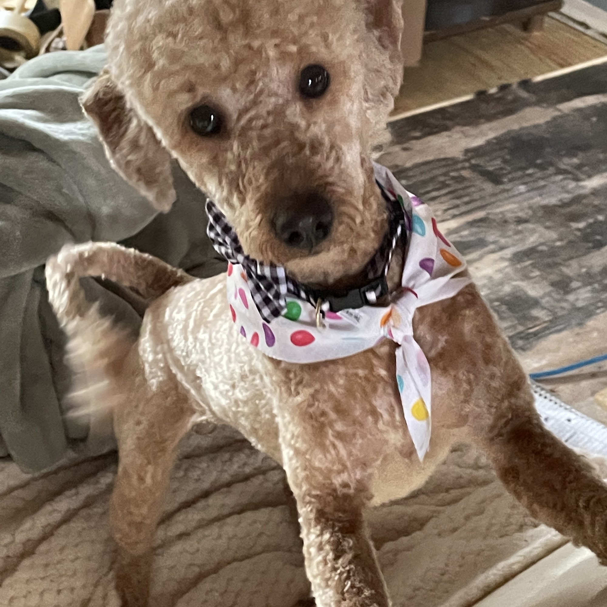 Angela's Grooming and Doggy Spa Fort Wayne