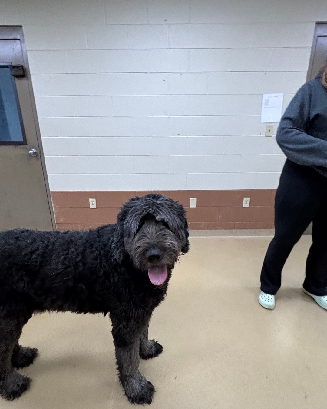 Pampered Pets Bed & Biscuit Fort Wayne