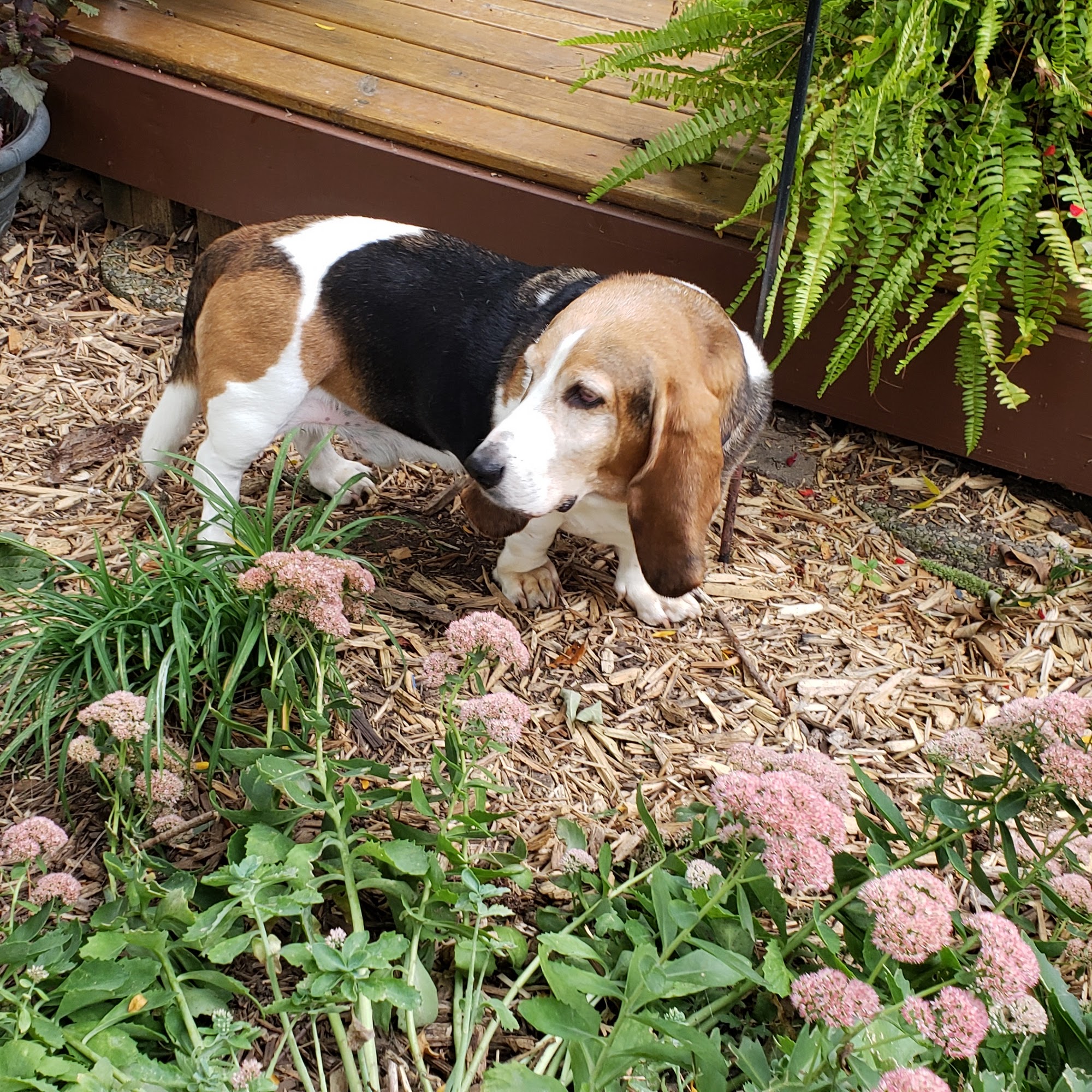 Critter Sitters- Emery Merriman Fort Wayne