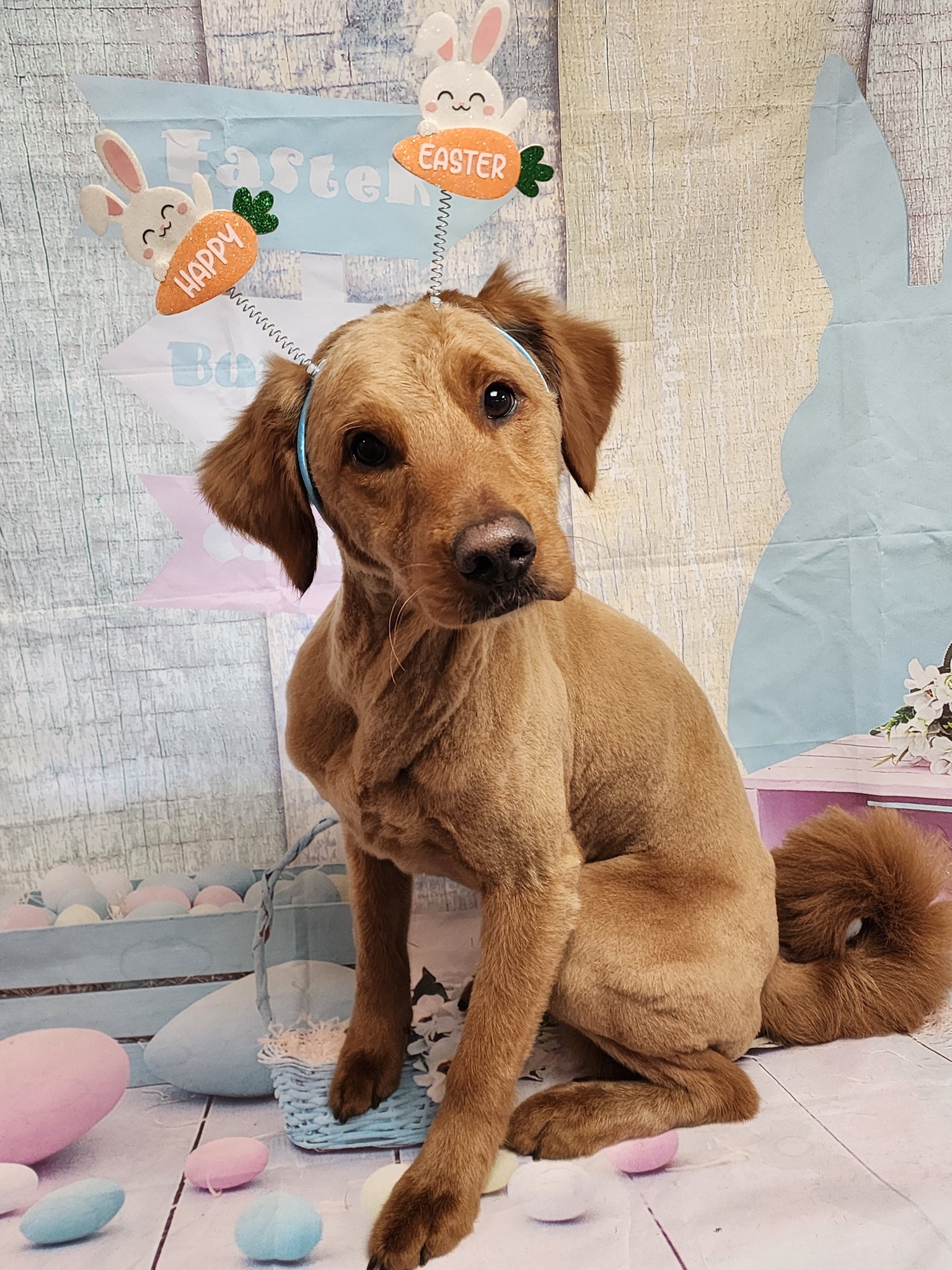 Paw Spa Pet grooming Fort Wayne