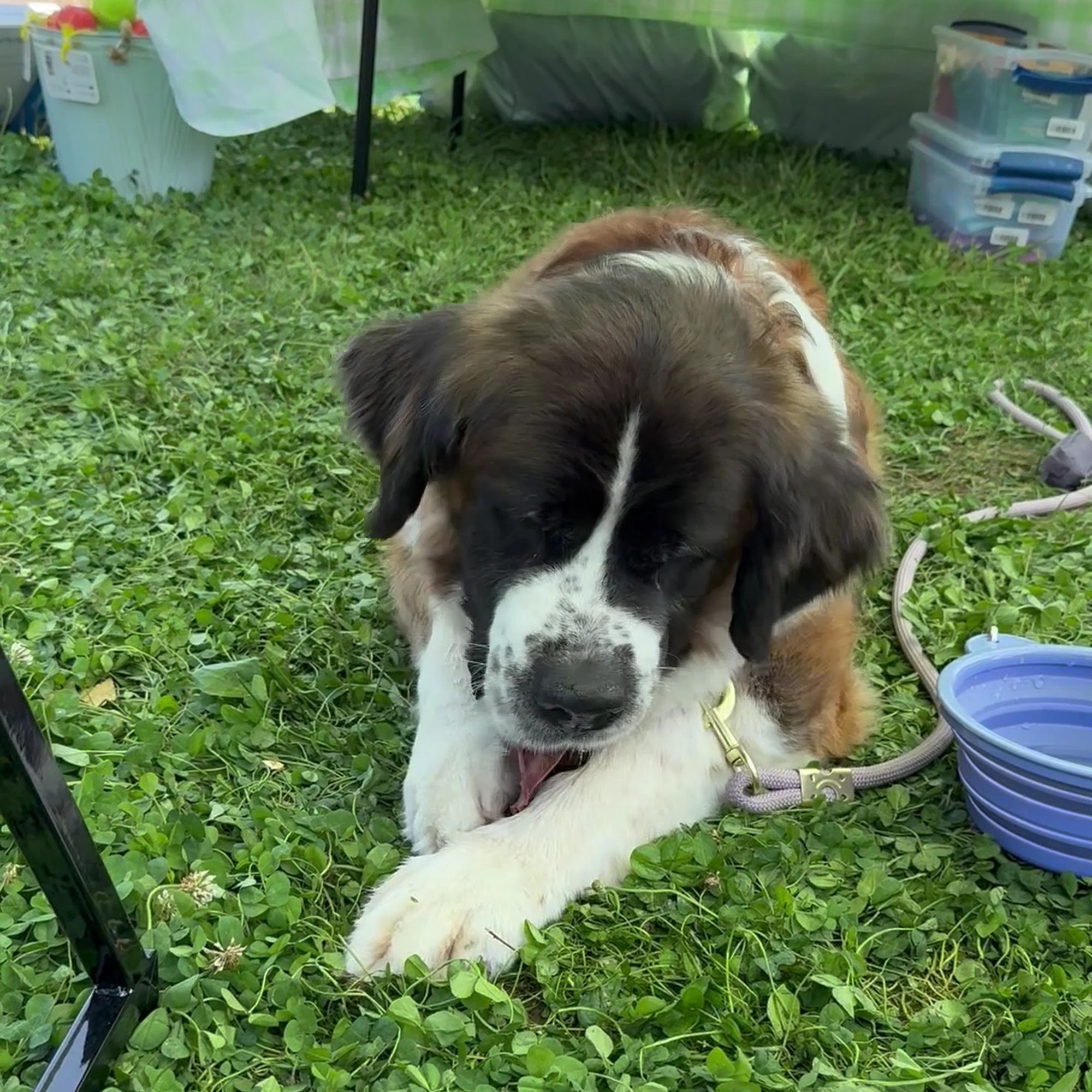 Pawsitively Green Fort Wayne