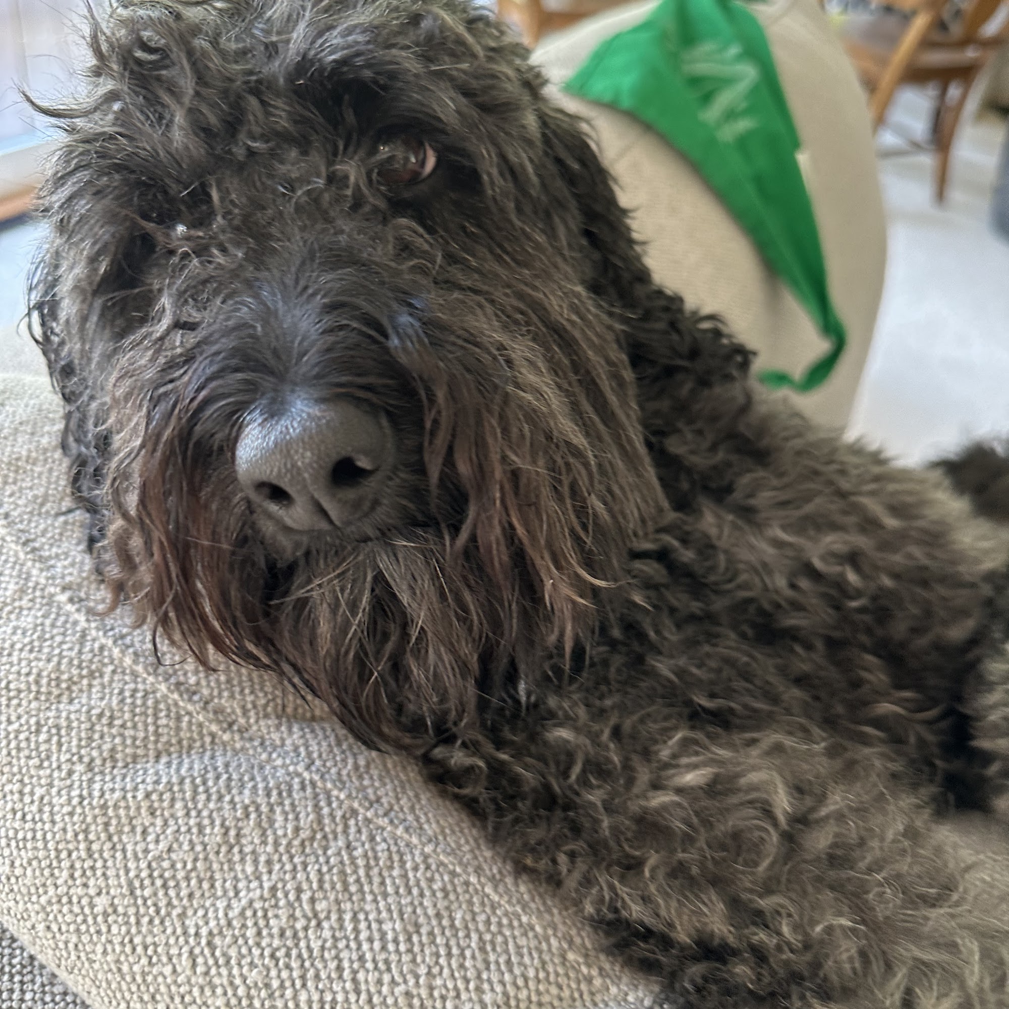 Doodle Country Mini Doodles Frankfort