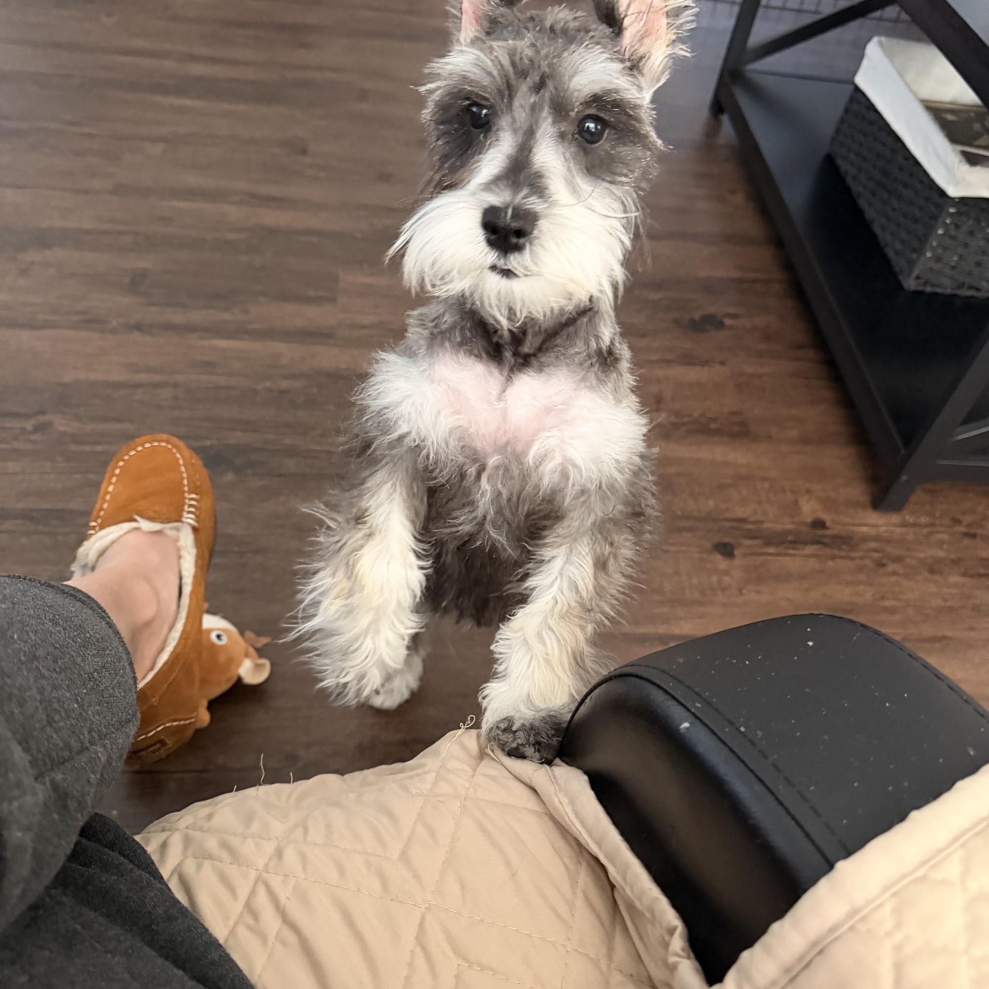 Franklin Animal Clinic Franklin