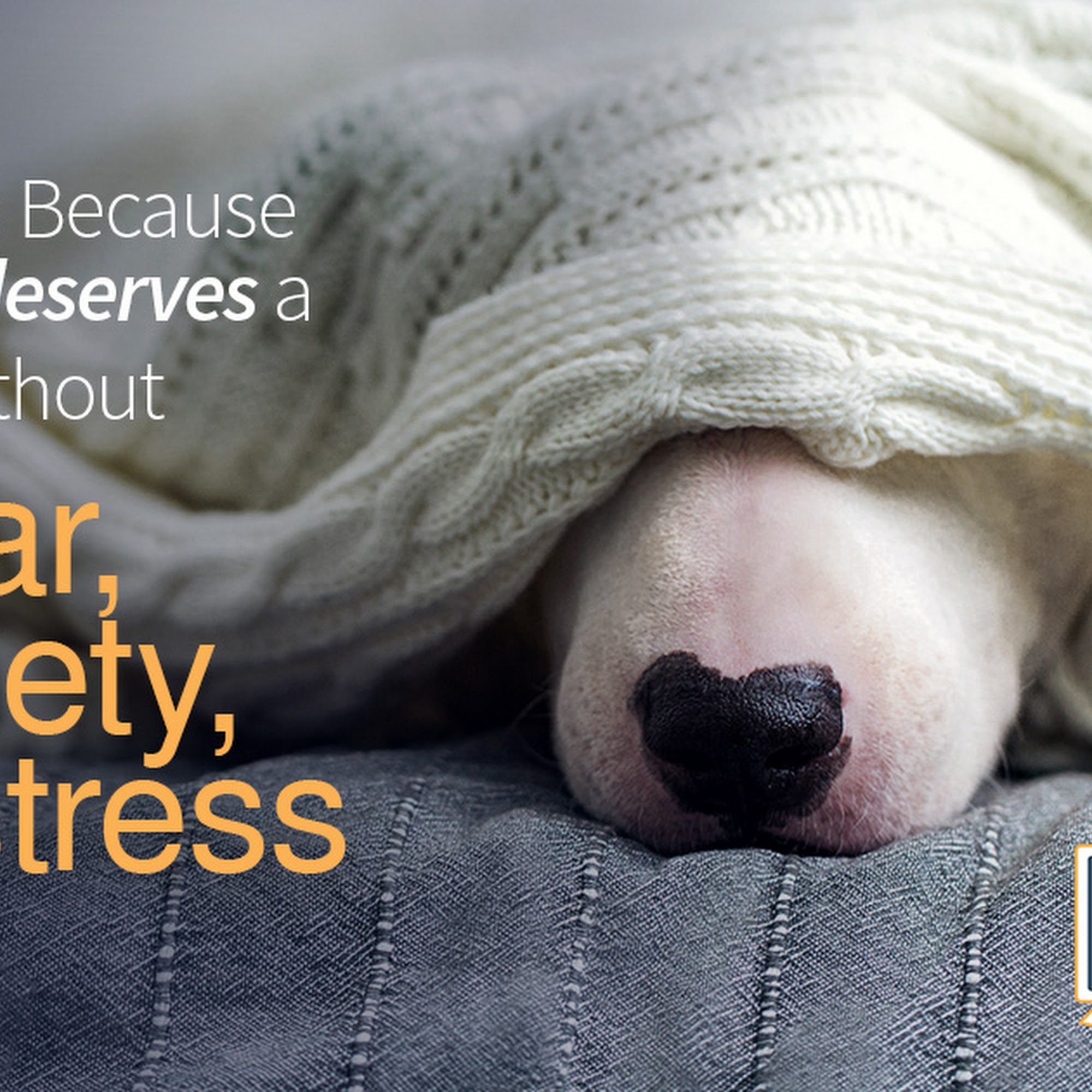 Bargersville Veterinary Hospital & Wellness Center, A Thrive Pet Healthcare Partner Franklin