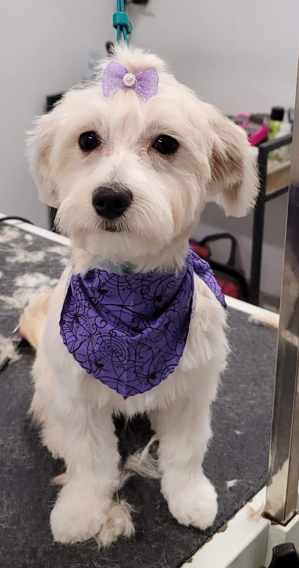 Under One Woof Franklin