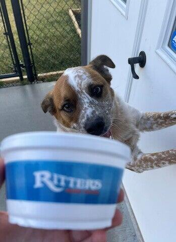 Under One Woof Franklin