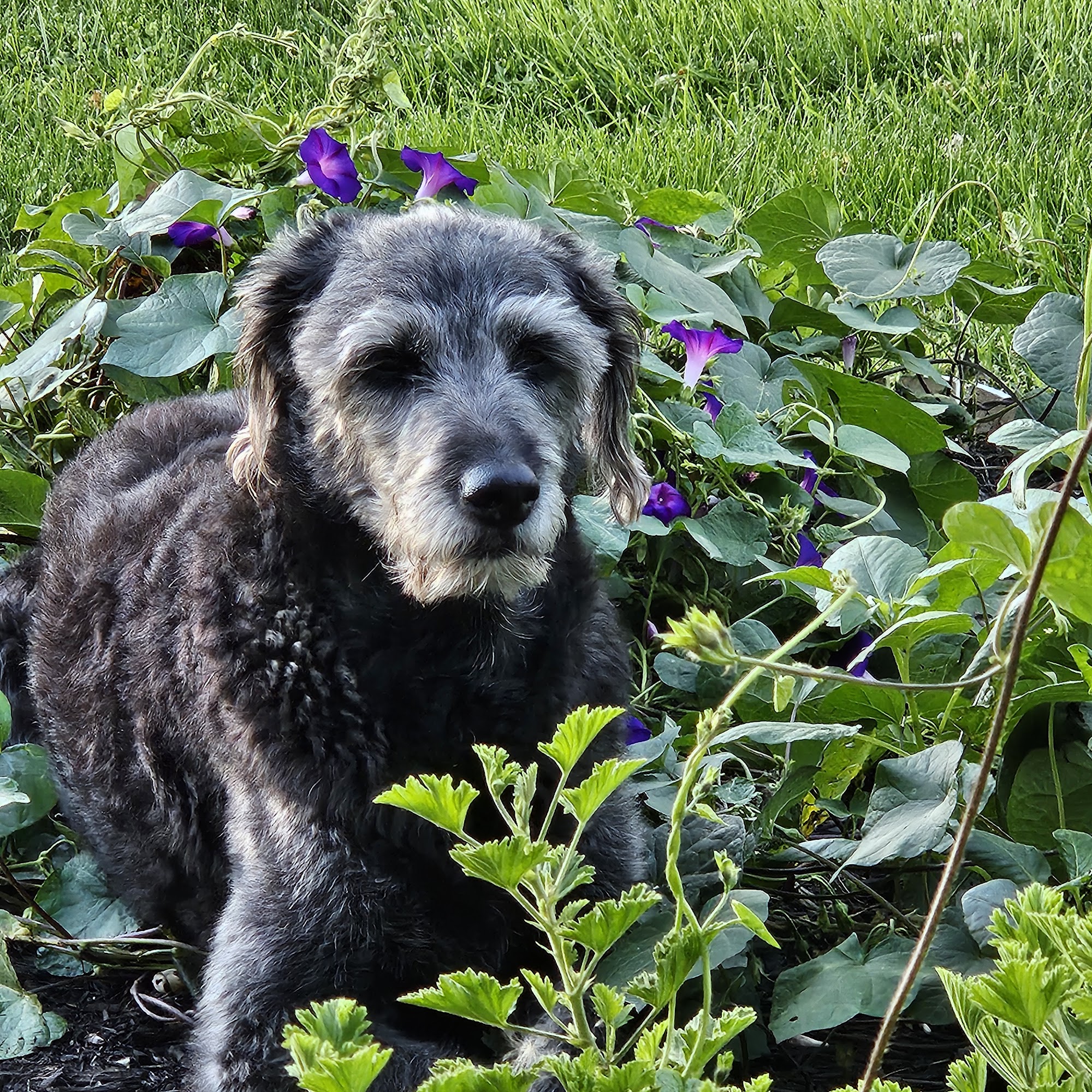 Momma Bear's Grooming & Boarding Fremont