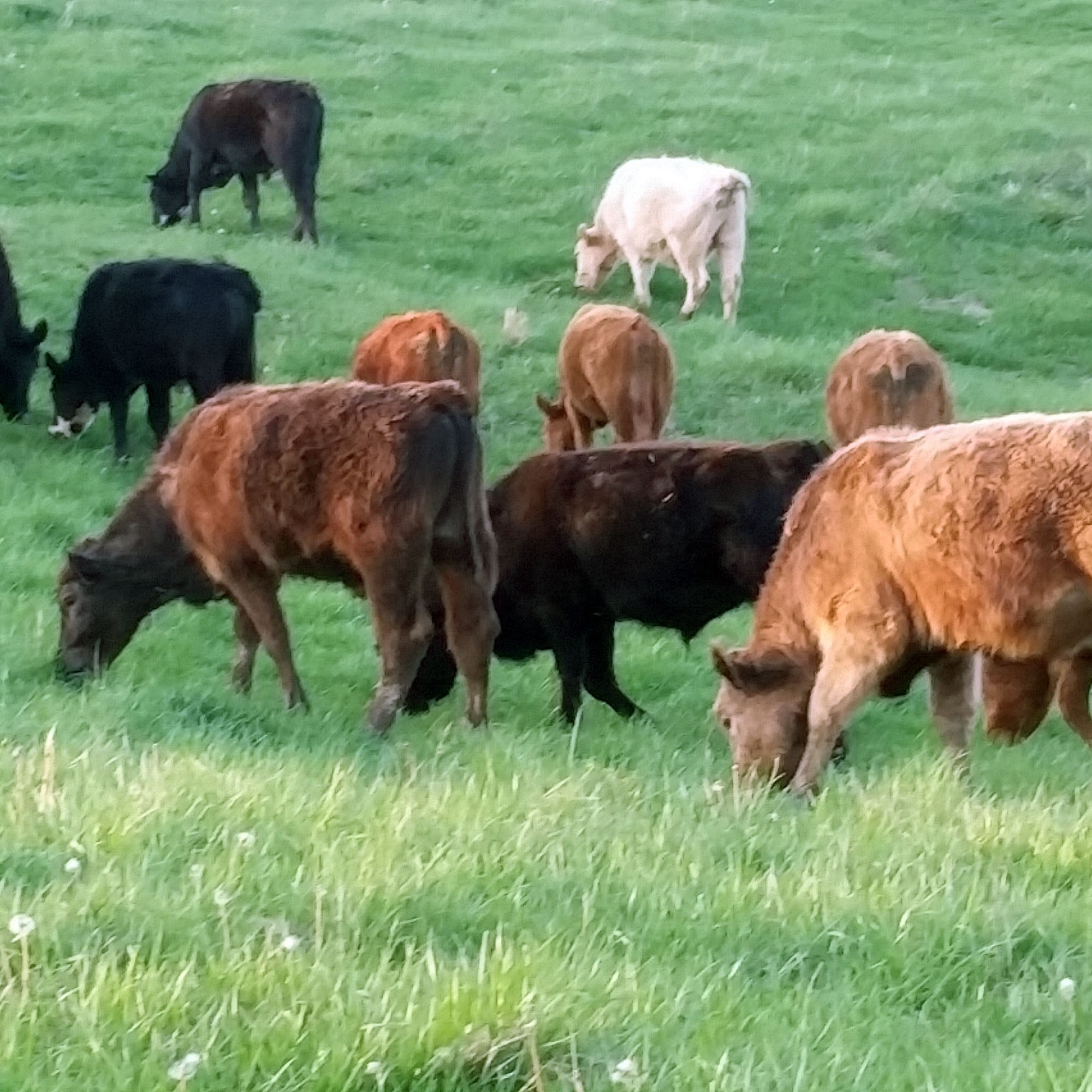 Living Roots Farm and Organic Farm School French Lick