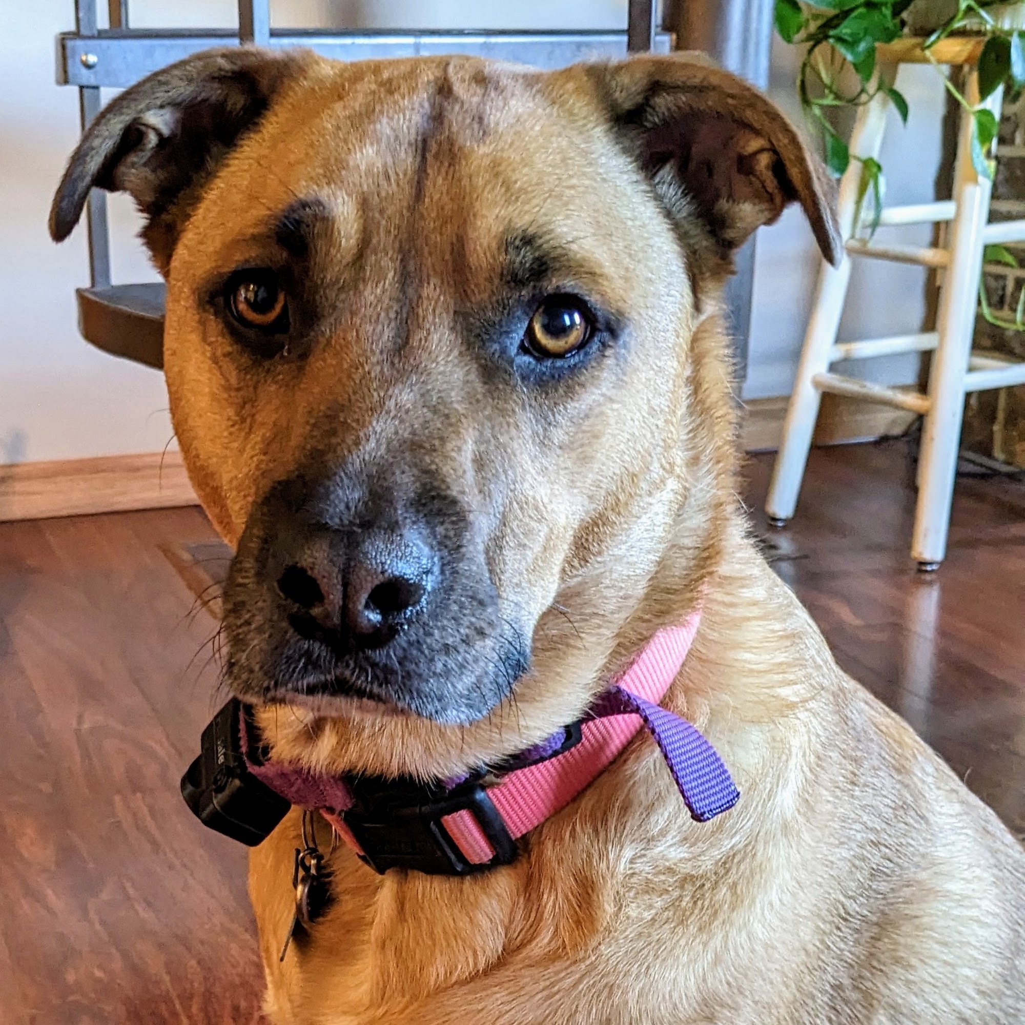 Garrett Veterinary Hospital Garrett