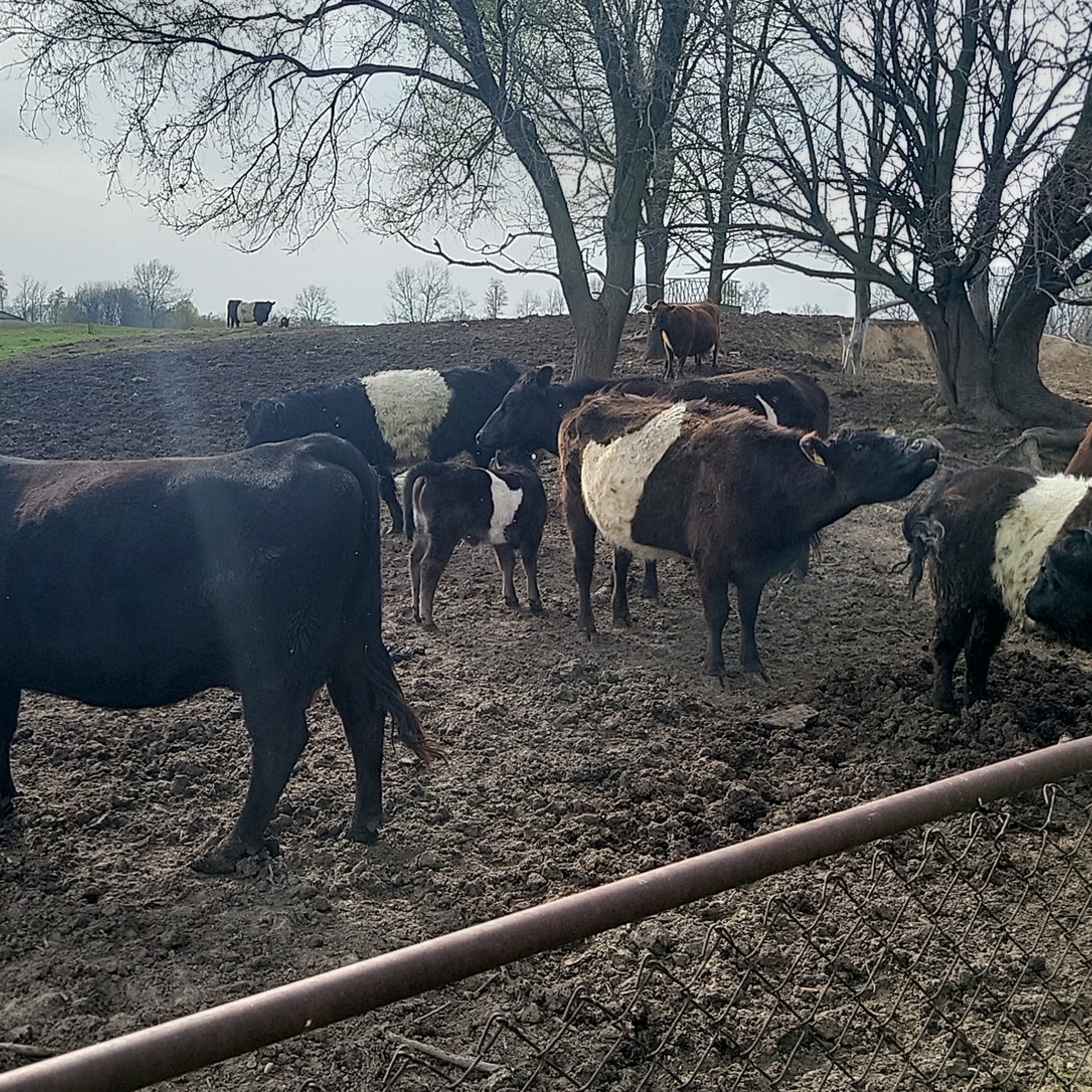 Yarde Veterinary Services (Food Animal Veterinarian) Garrett