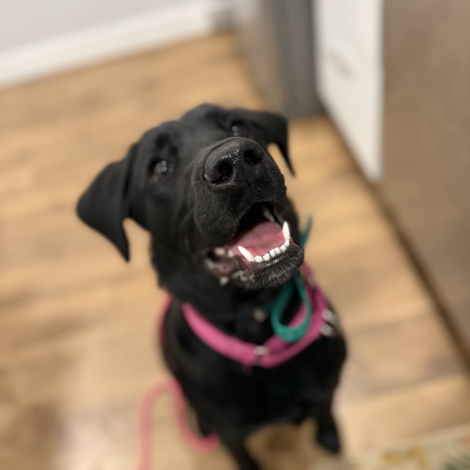 E-Collar Technologies, Inc. Garrett