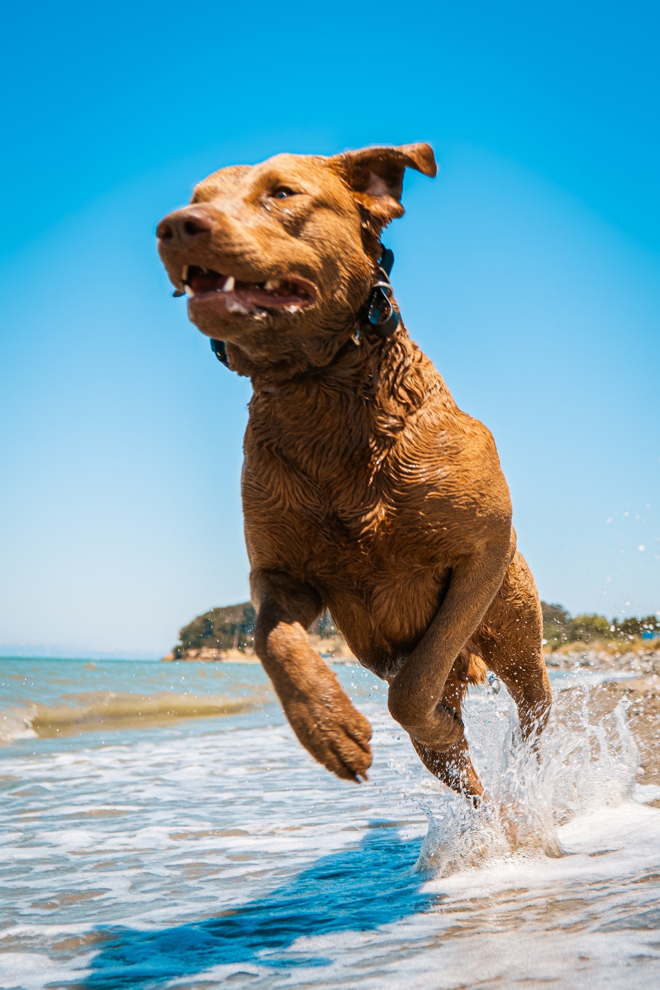 E-Collar Technologies, Inc. Garrett