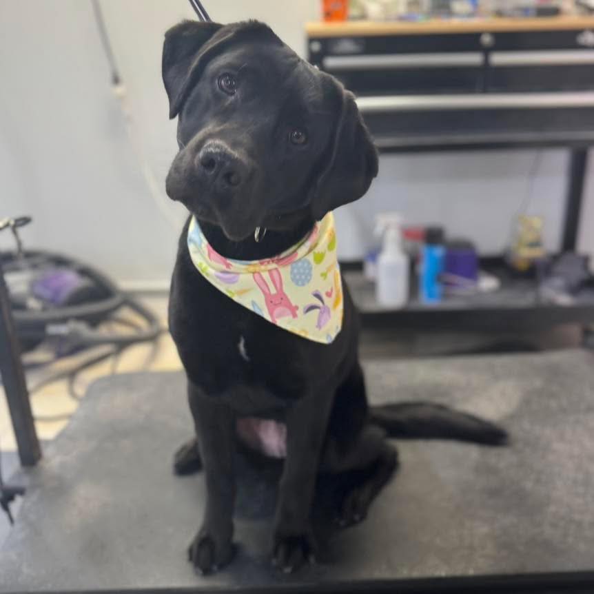 Paws To Heart, Dog Grooming Garrett