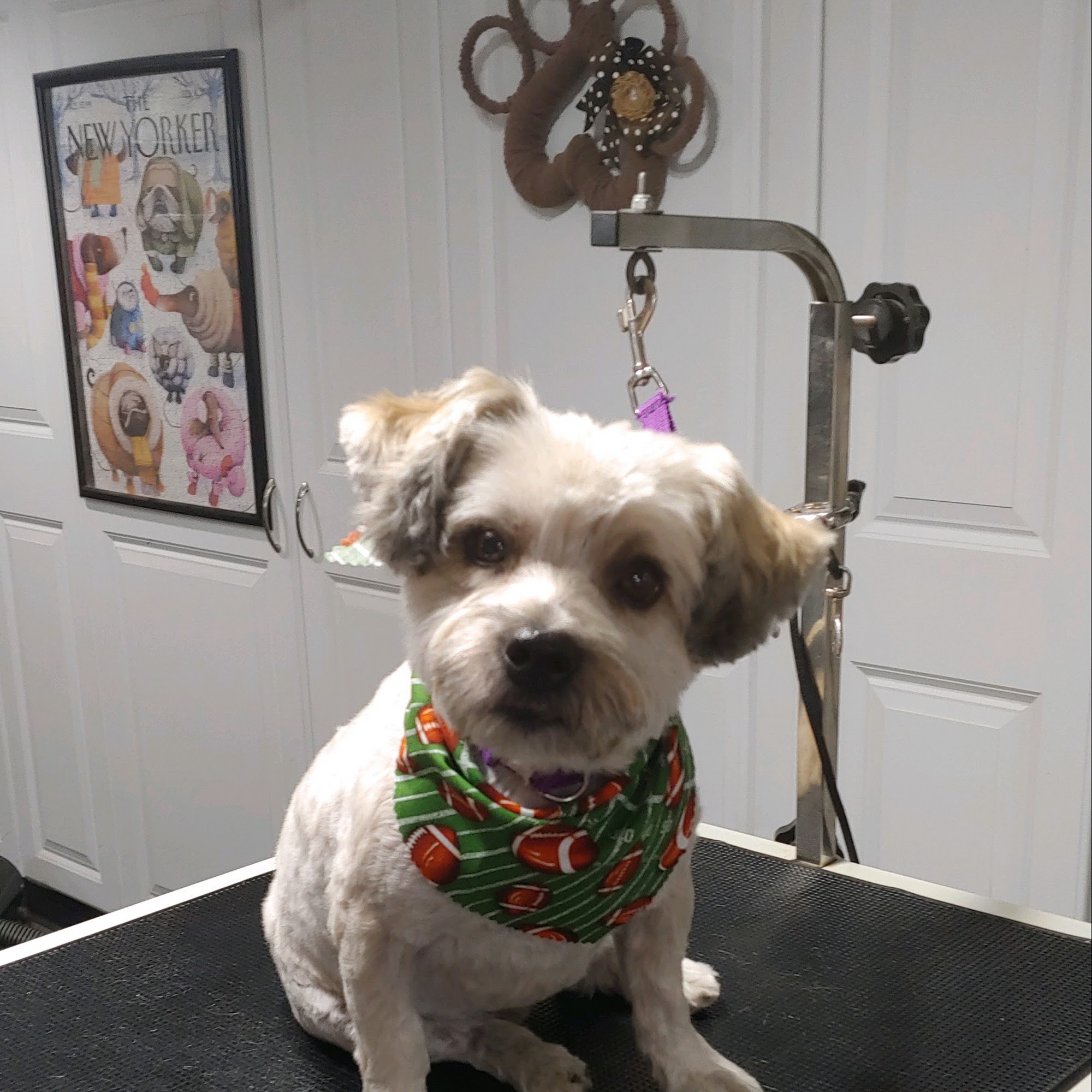 Glen Park Animal Hospital Gary