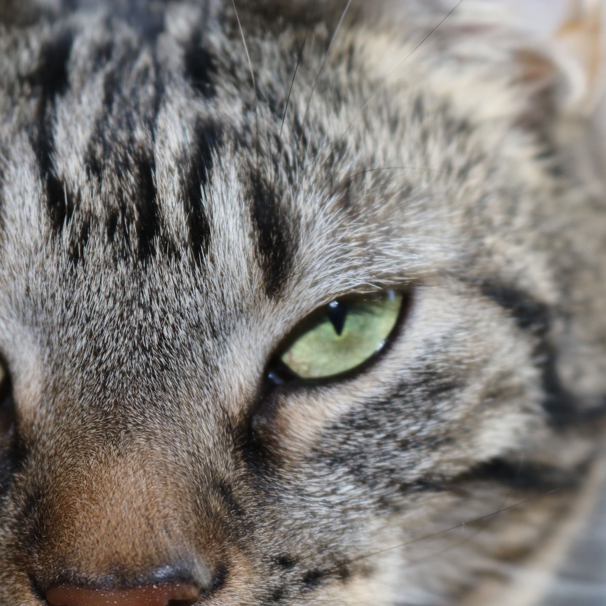 Hometown Animal Hospital Gas City