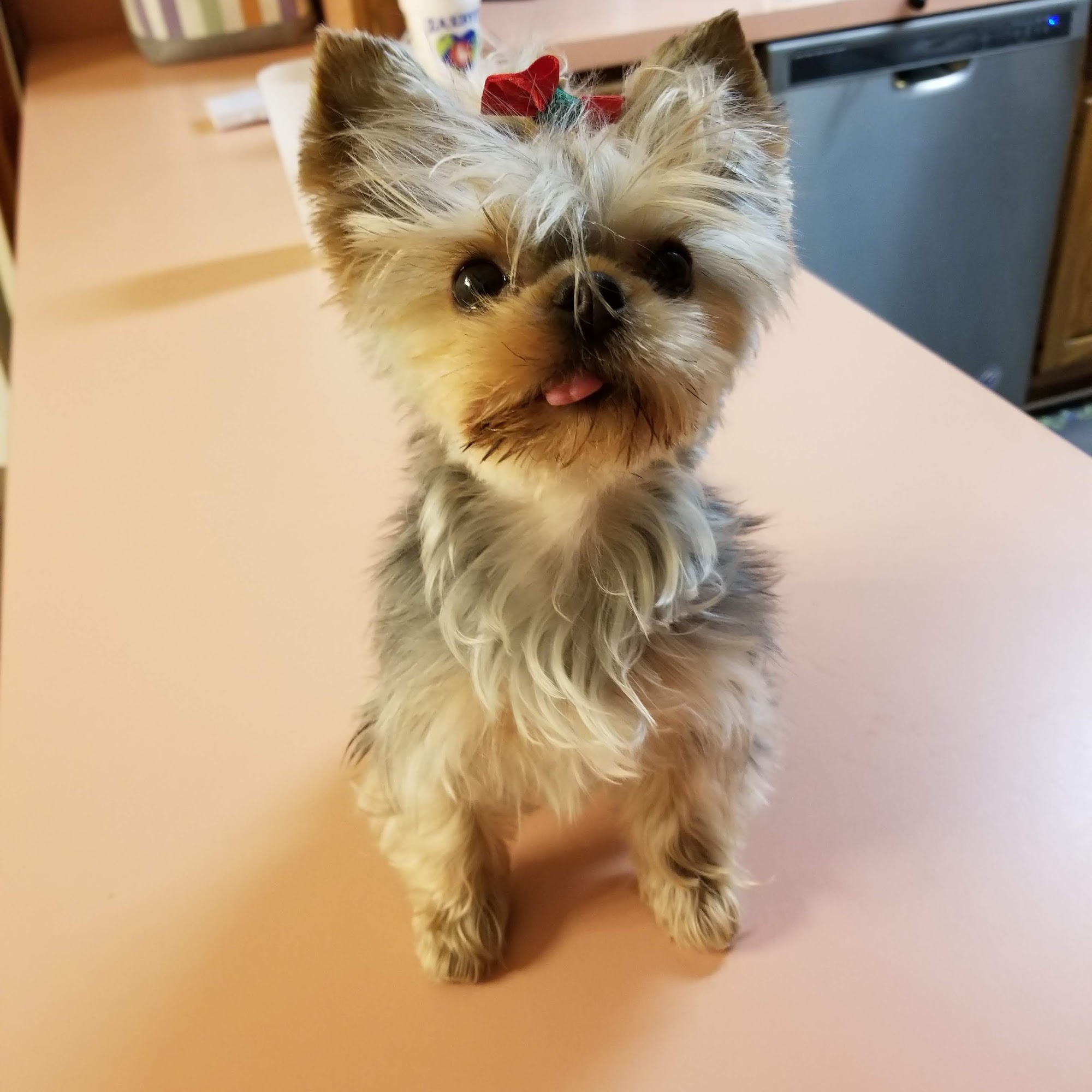 Edwardsville Animal Clinic Georgetown