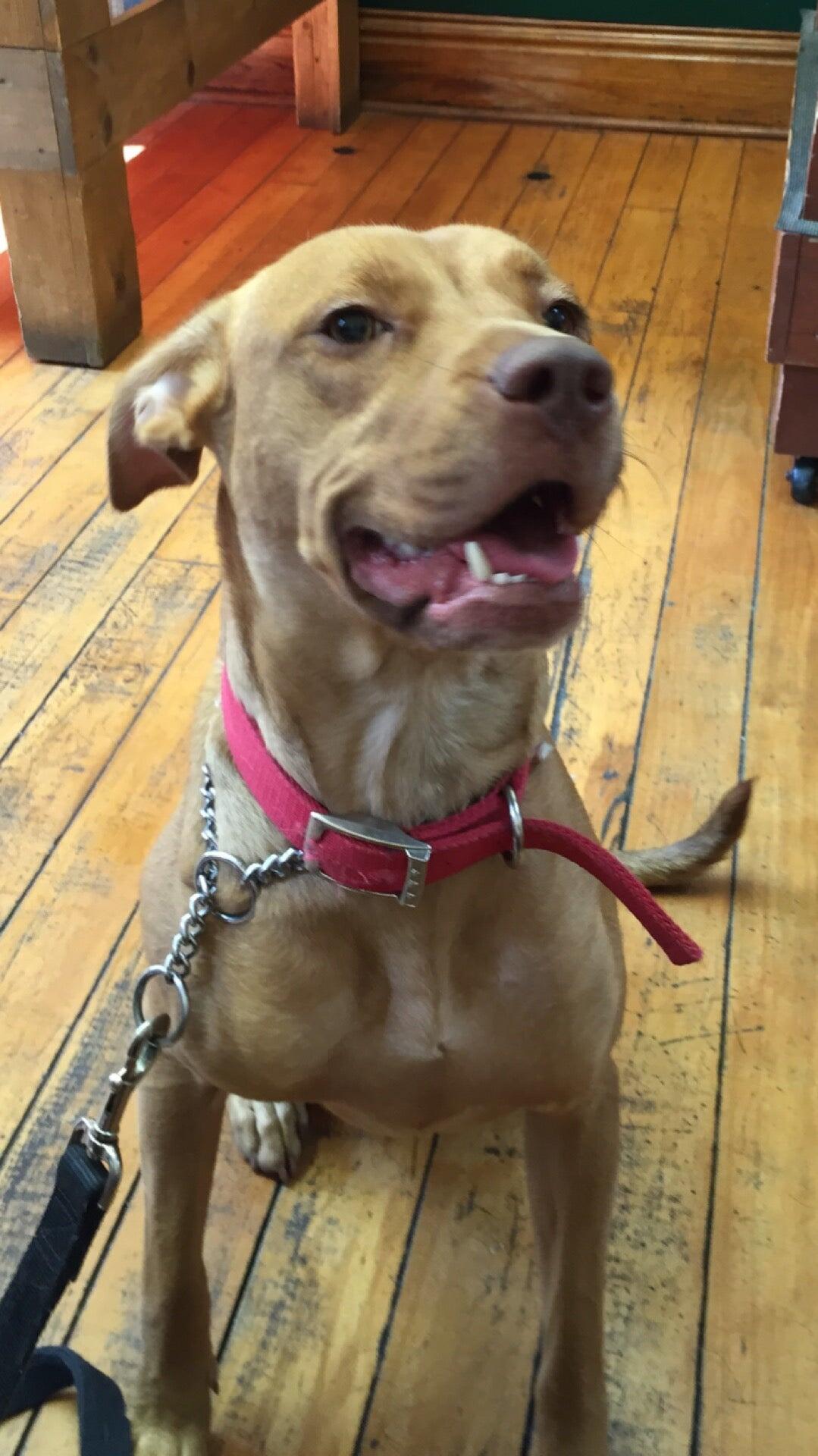 Georgetown Veterinary Clinic Georgetown