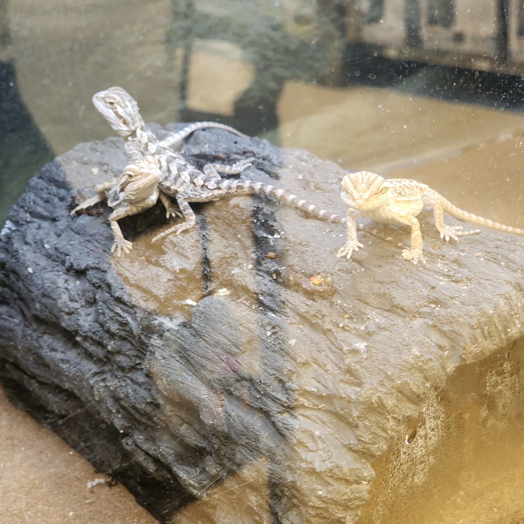 Petco Goshen