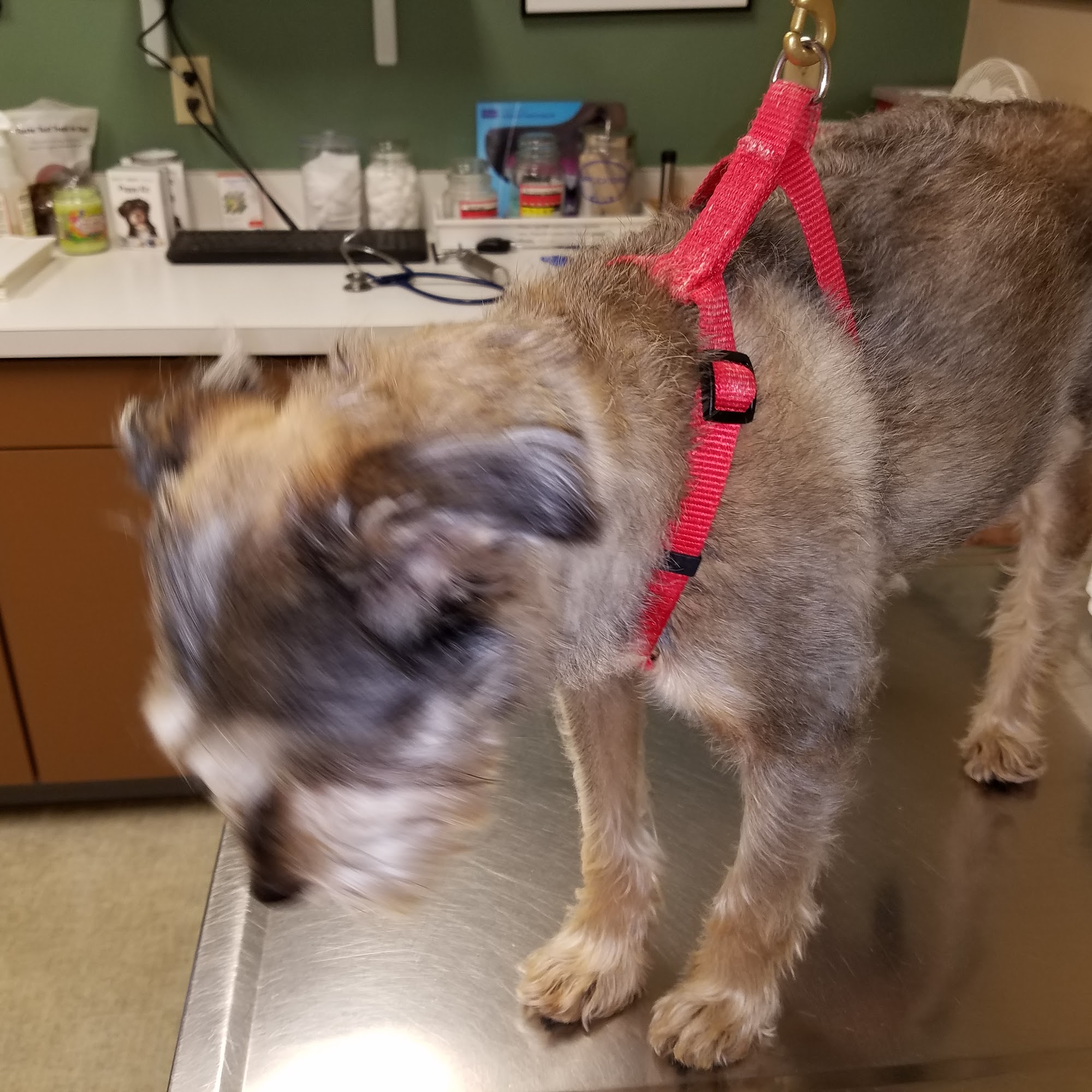 Maplecrest Animal Hospital Goshen