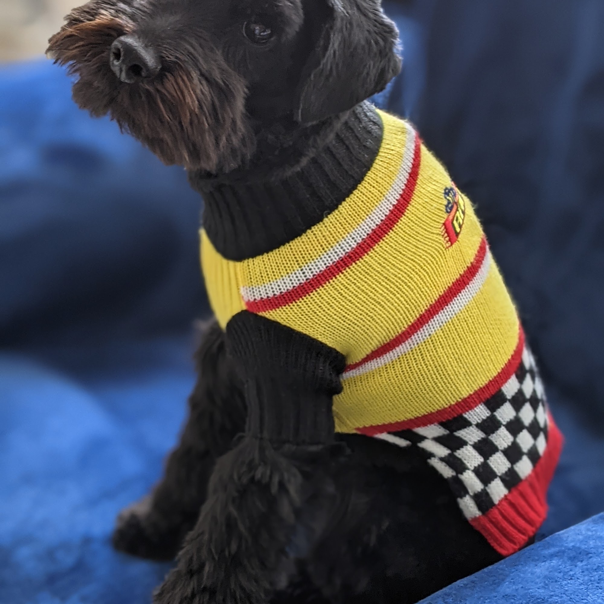 Kelly Betsy a DVM Goshen