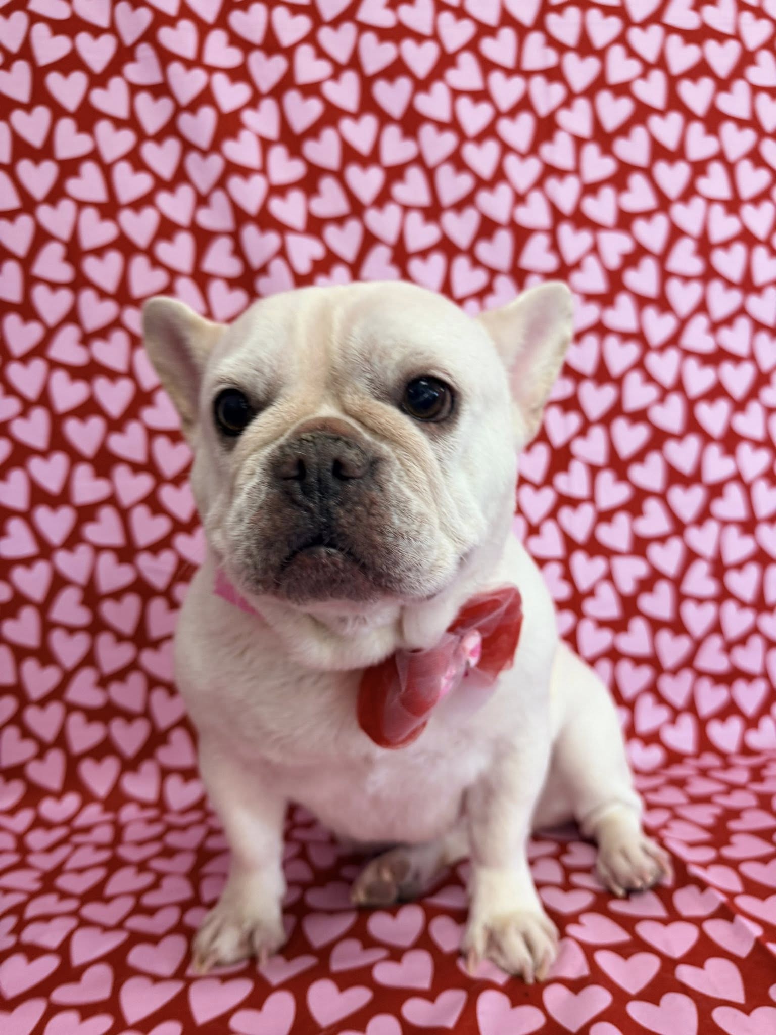 Happy Tails, Pet Grooming Salon and Hotel Goshen