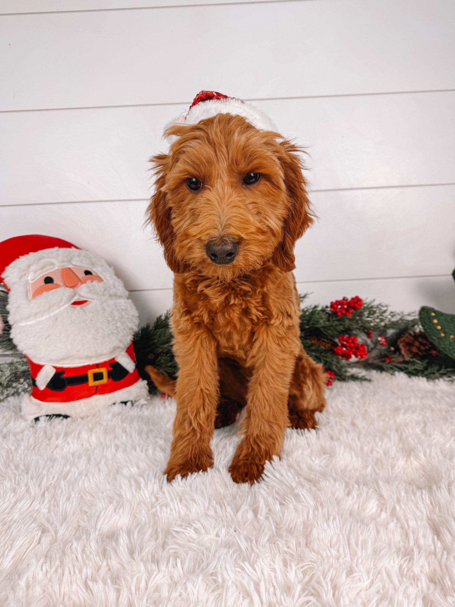 Family Bred Puppies Goshen