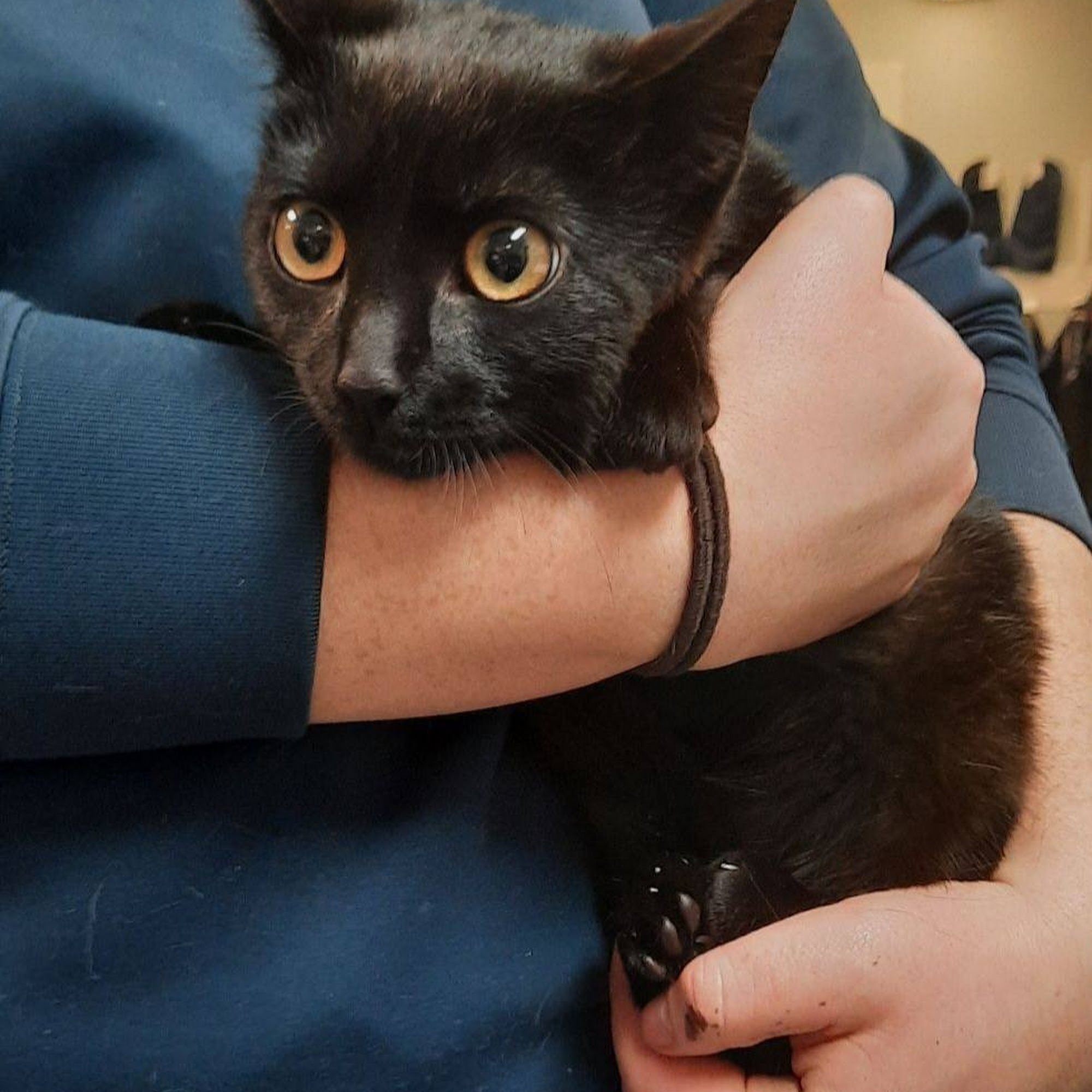 Noah's Brandywine Animal Hospital Greenfield