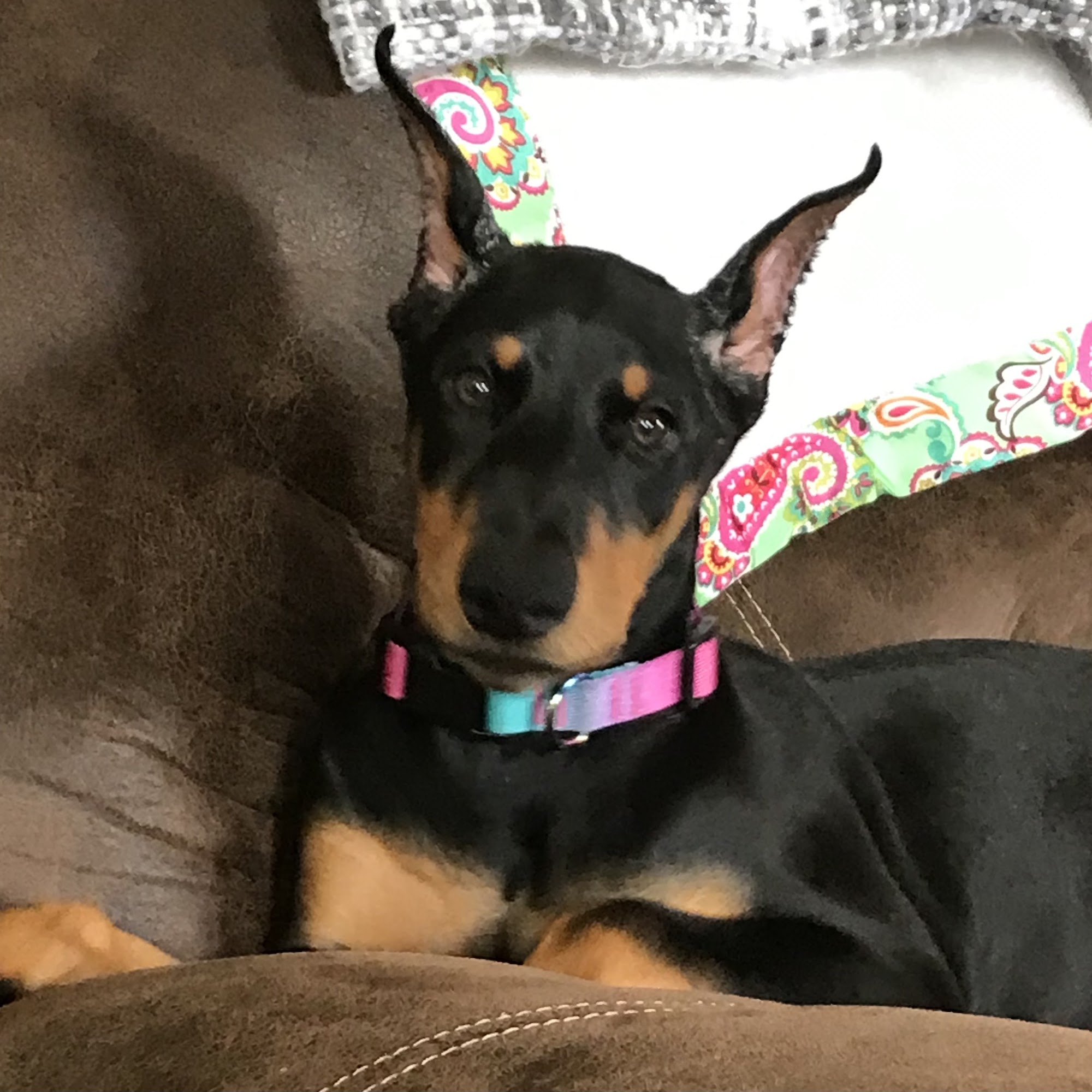 Mt Comfort Animal Hospital Greenfield