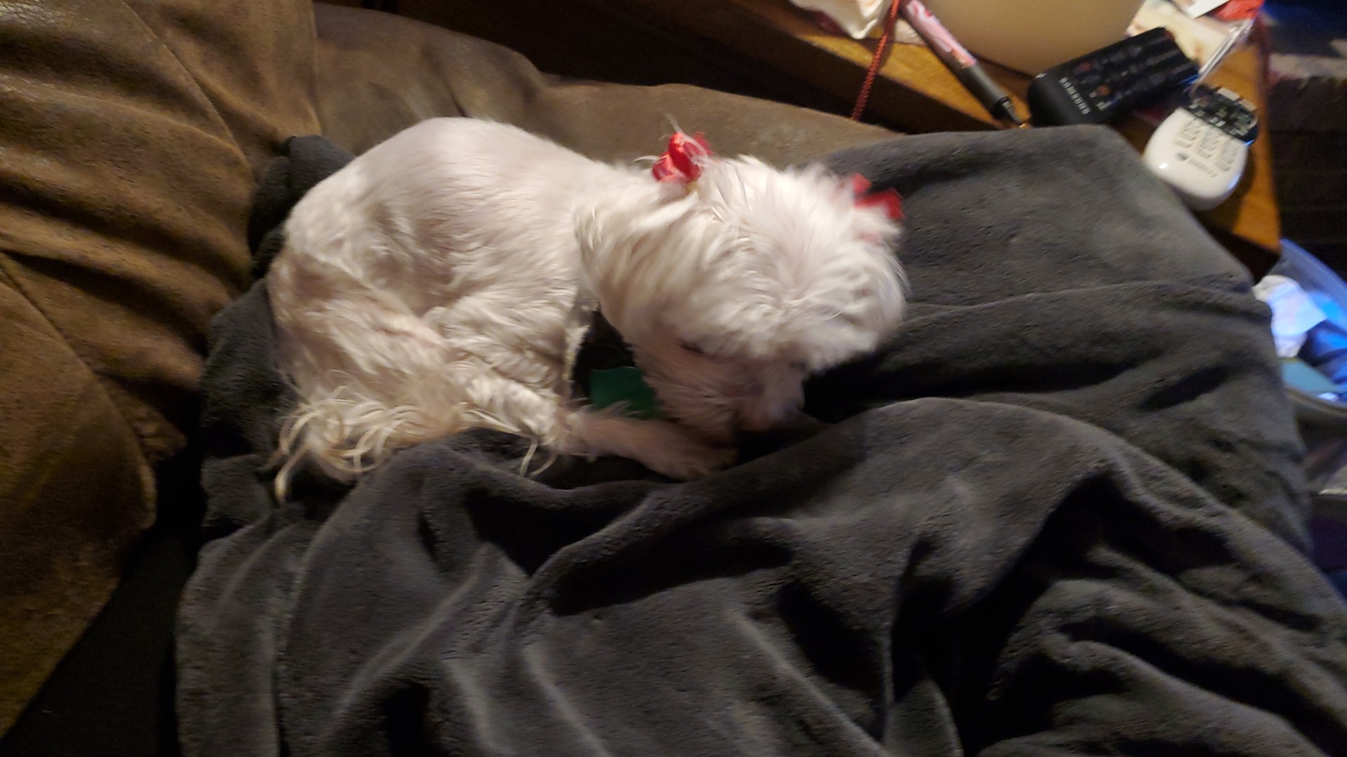 Bark'n Spray Salon LLC Greenfield