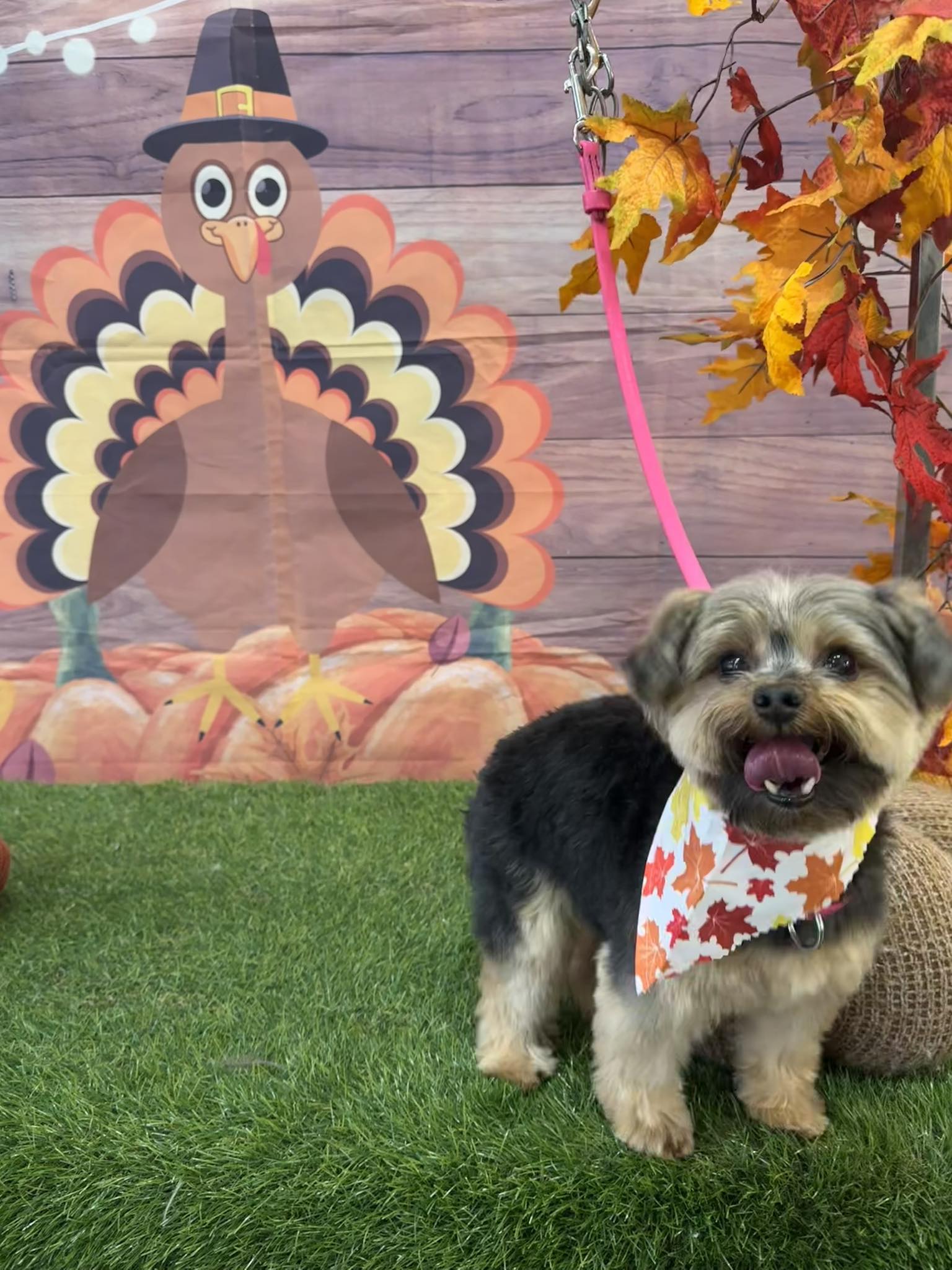 Paws & Refresh Pet Spa Greenfield